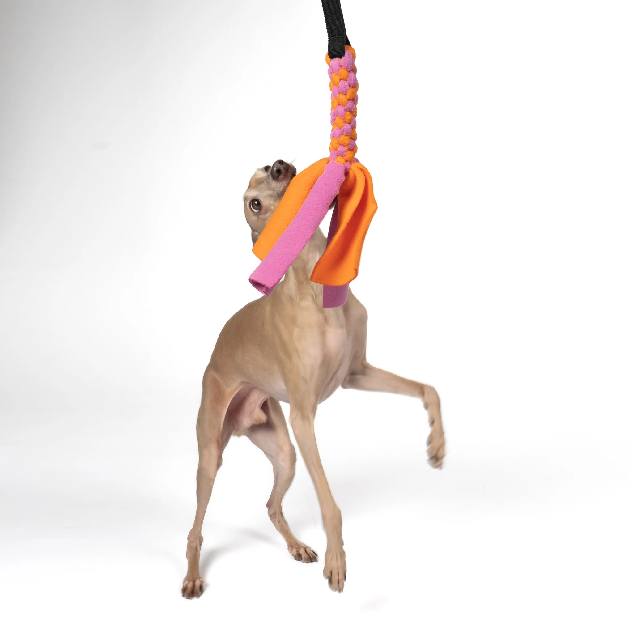 Bungee-Tau Bubblegum / Orange - Image 4