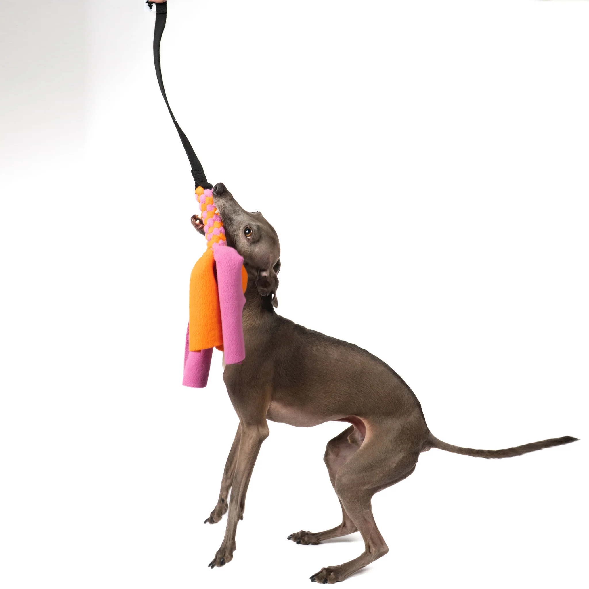Bungee-Tau Bubblegum / Orange - Image 5