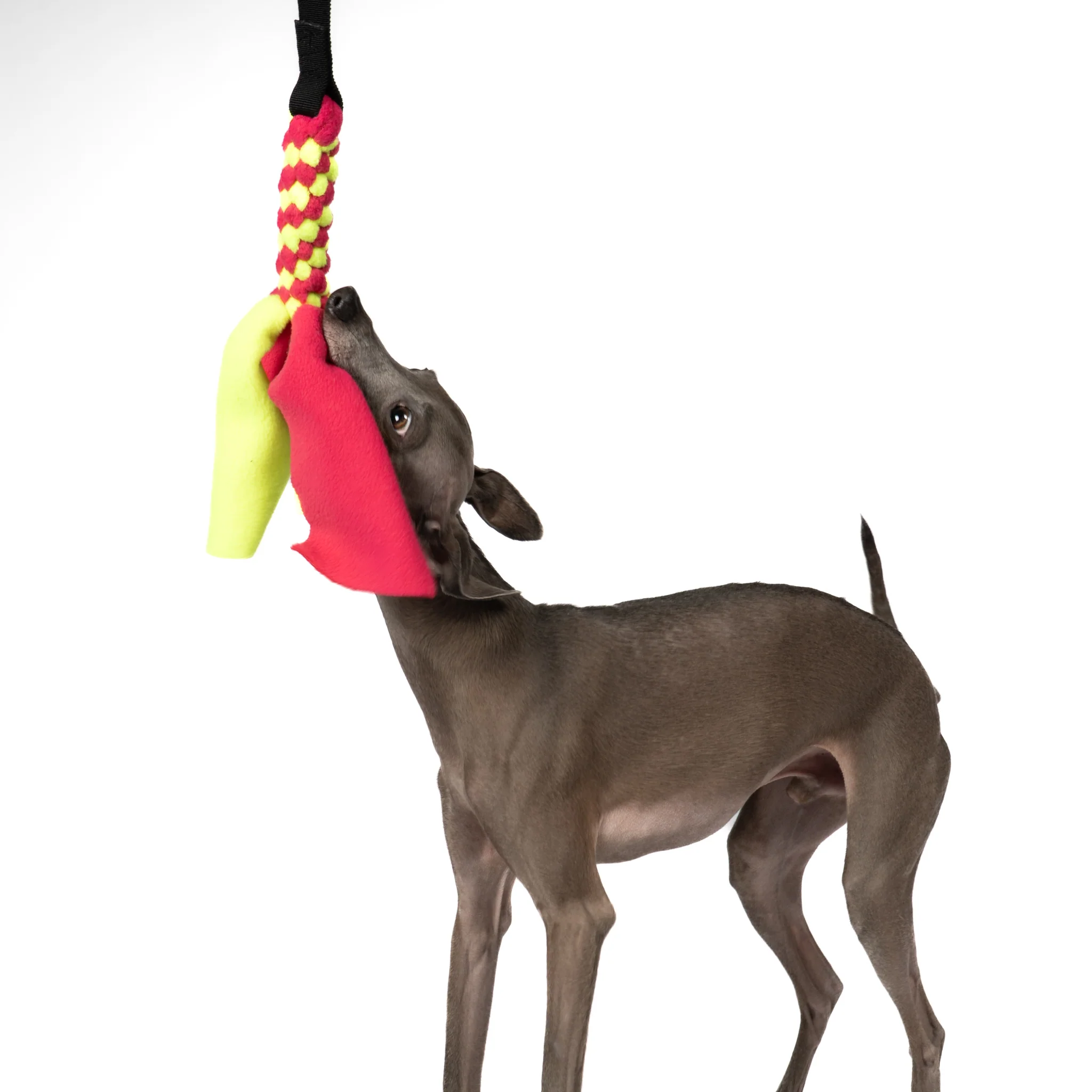 Bungee-Tau Magenta / Neon Yellow - Image 3
