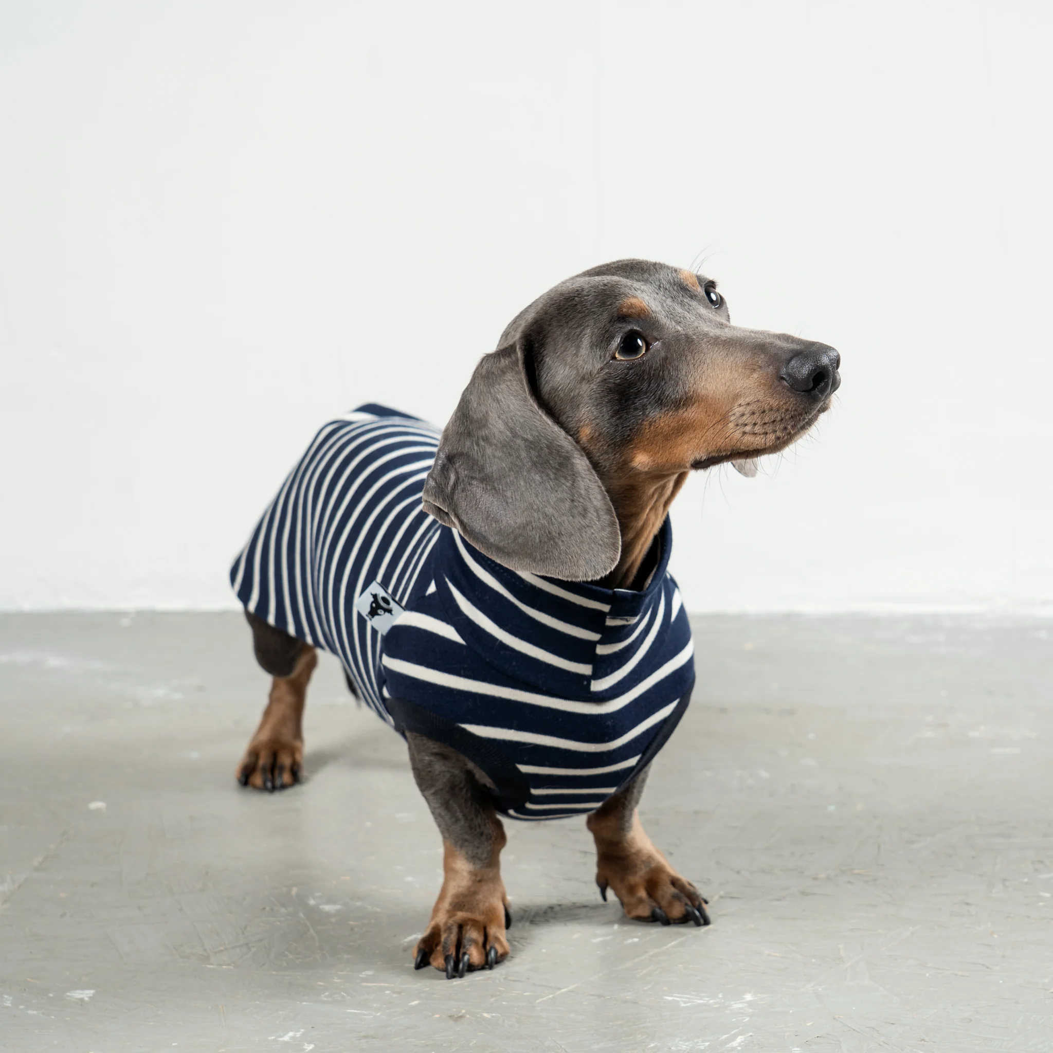 COTTON SHIRT Dackel Navy - Image 3