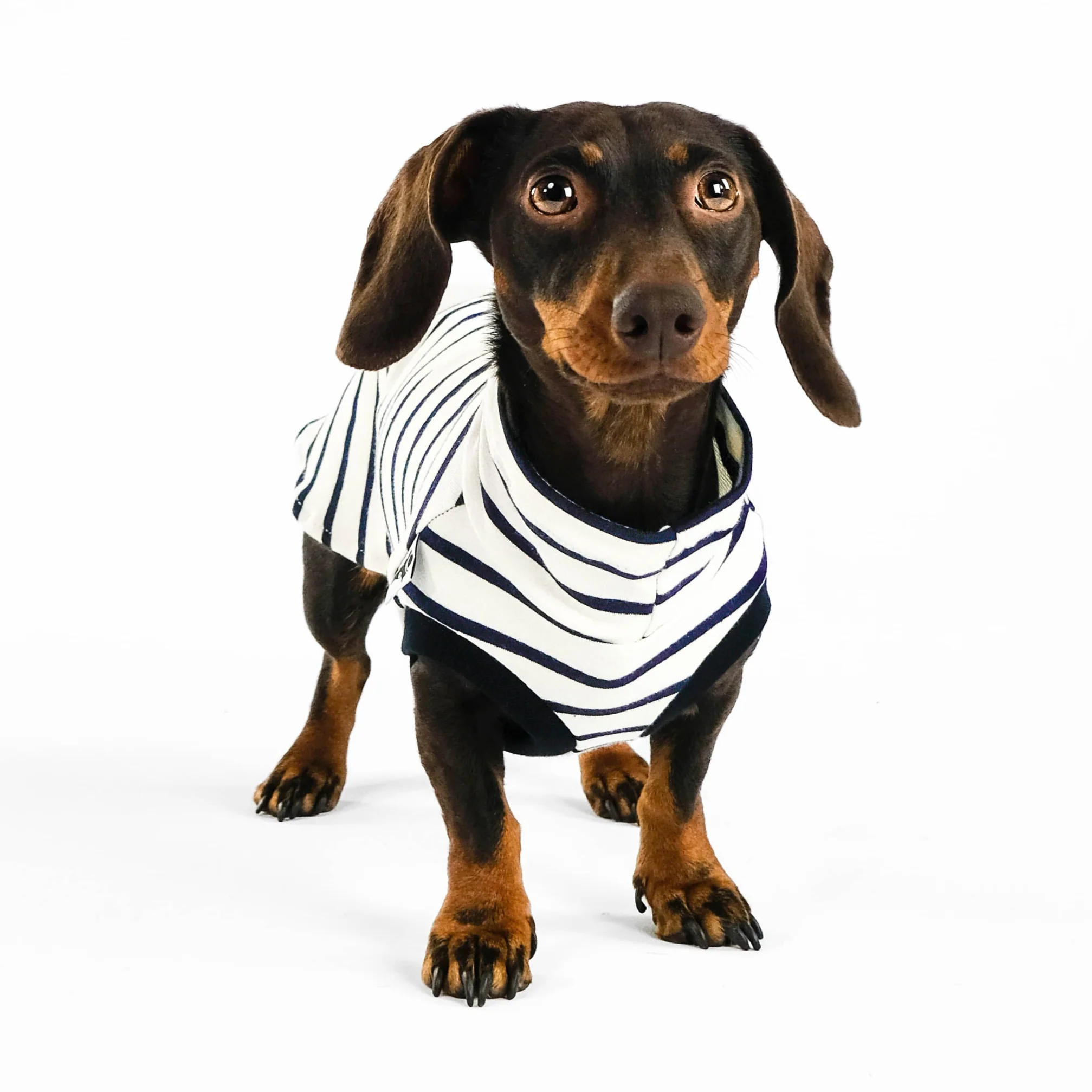 COTTON SHIRT Dackel White - Image 5