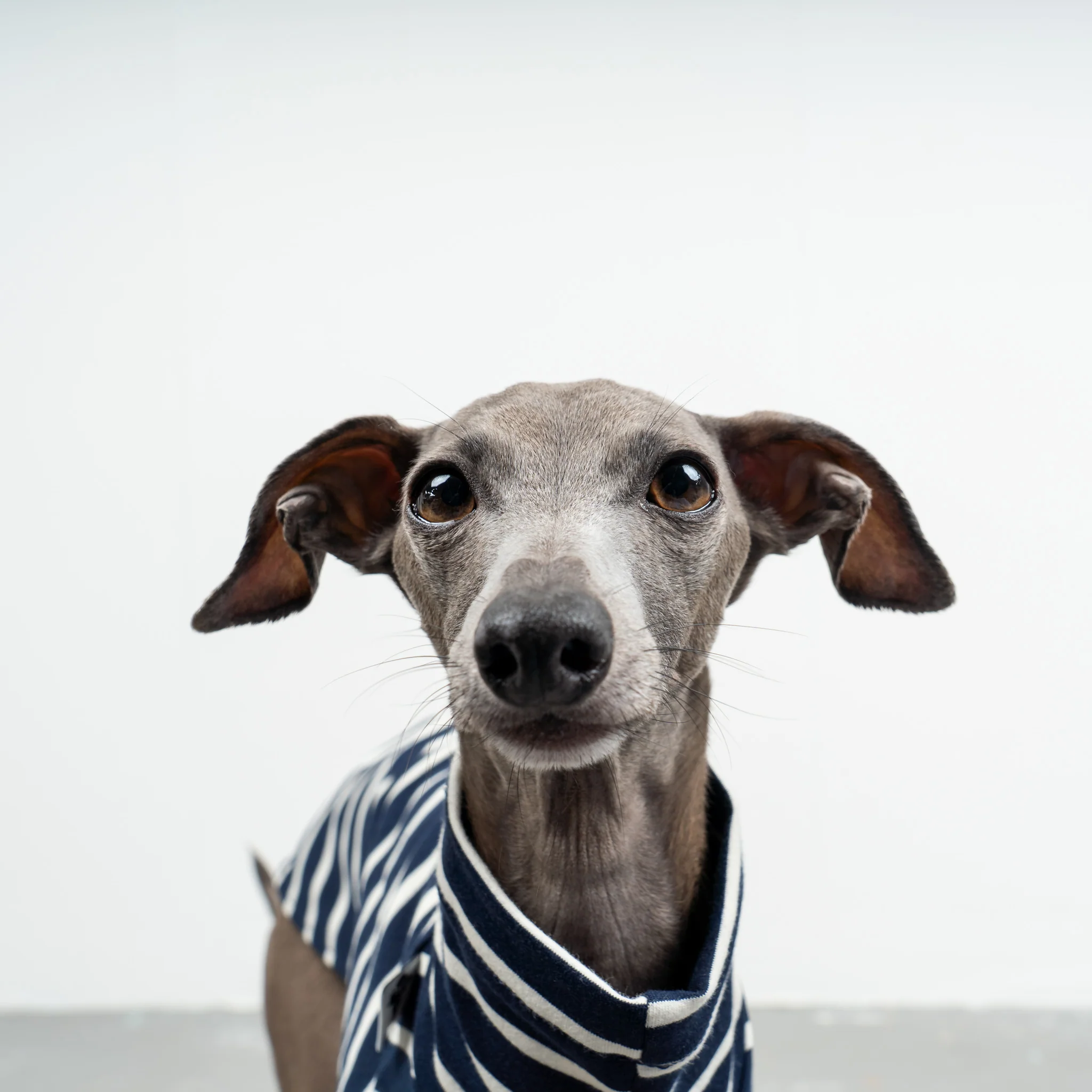 COTTON SHIRT Iggy Navy - Image 4