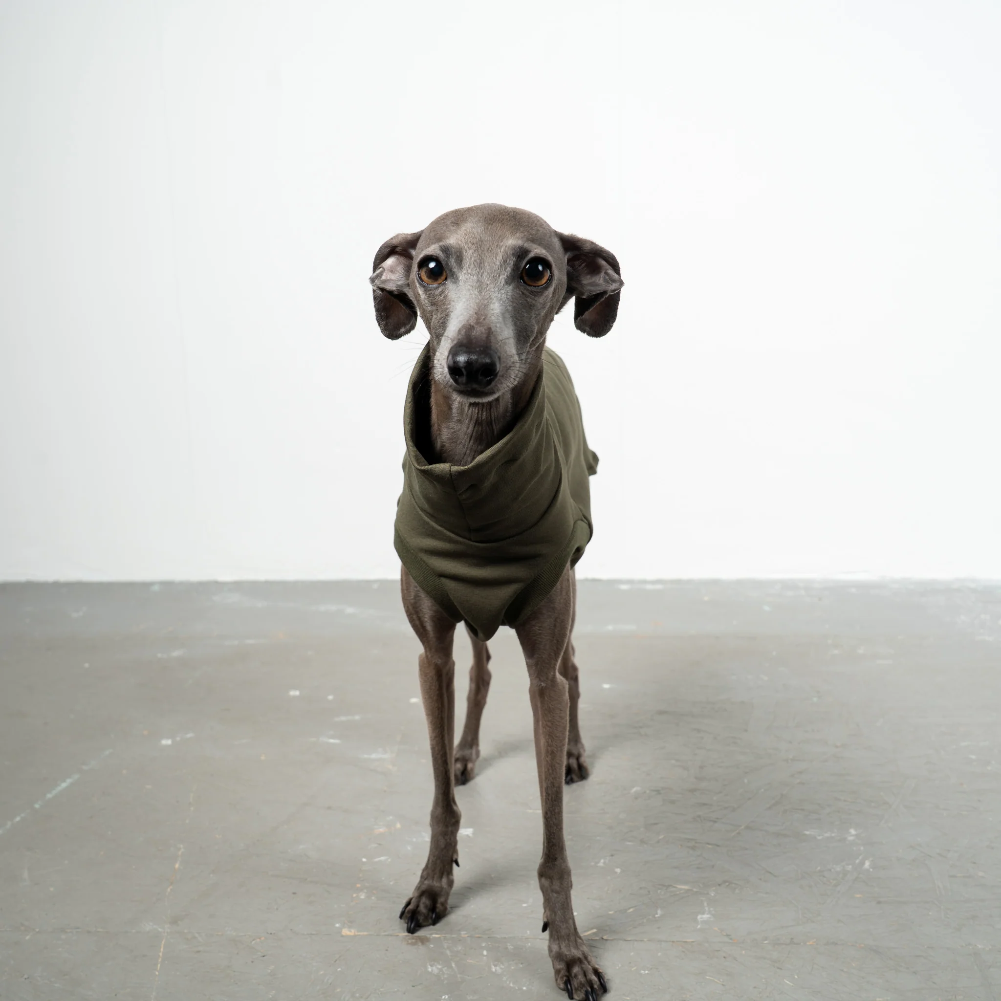 COTTON SHIRT Iggy Dark Olive - Image 3