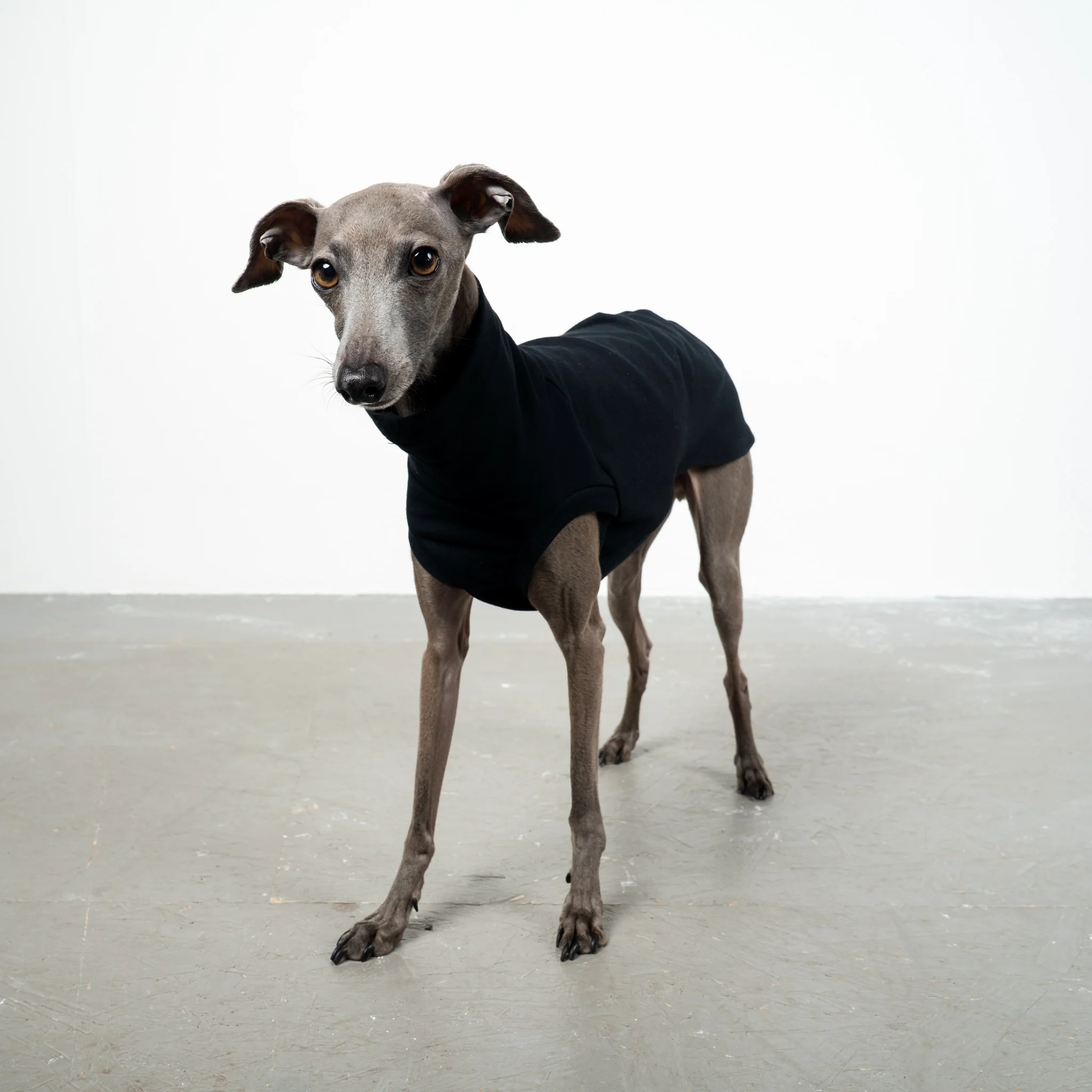 COTTON SHIRT Iggy Schwarz - Image 3