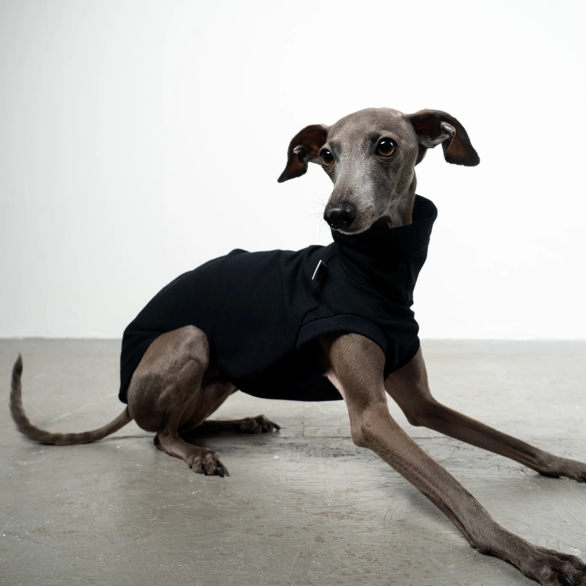 COTTON SHIRT Iggy Schwarz - Image 5