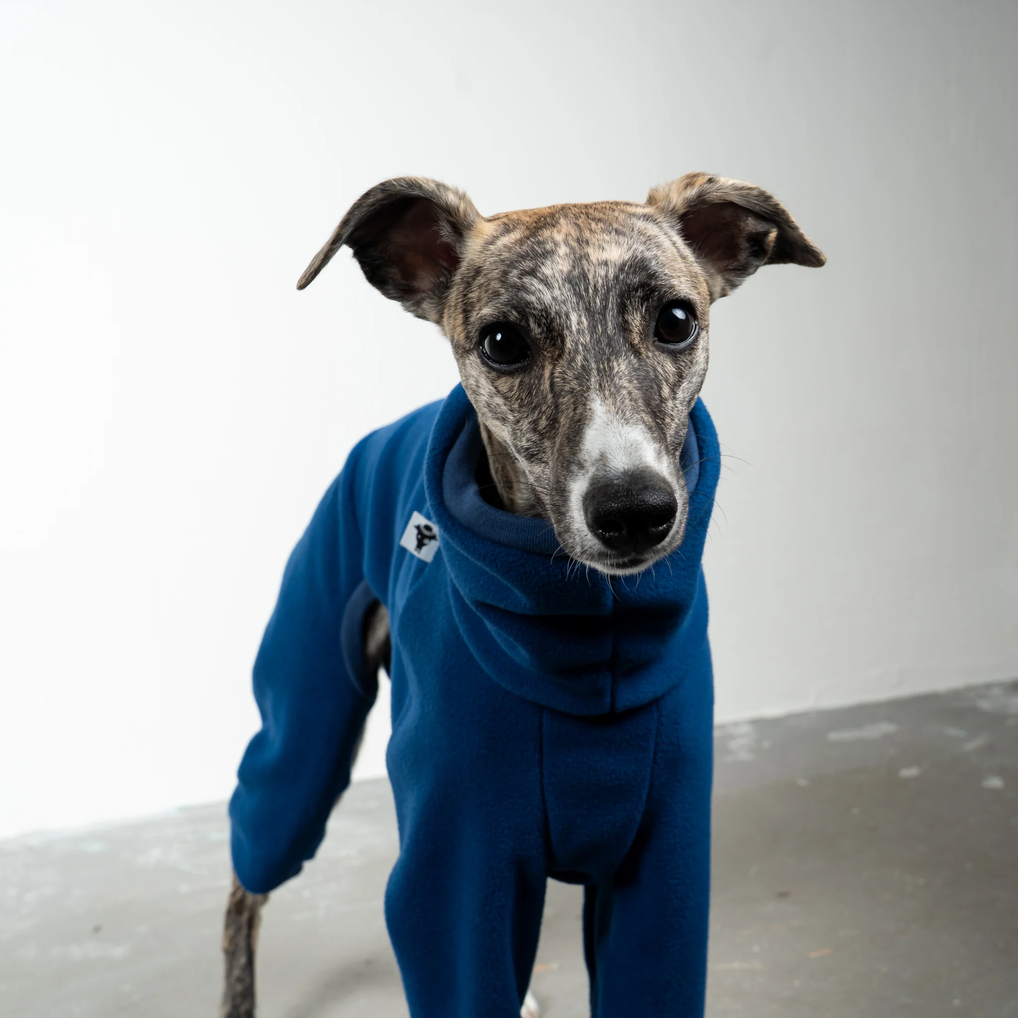 OVERALL Windhund Navy - Image 4