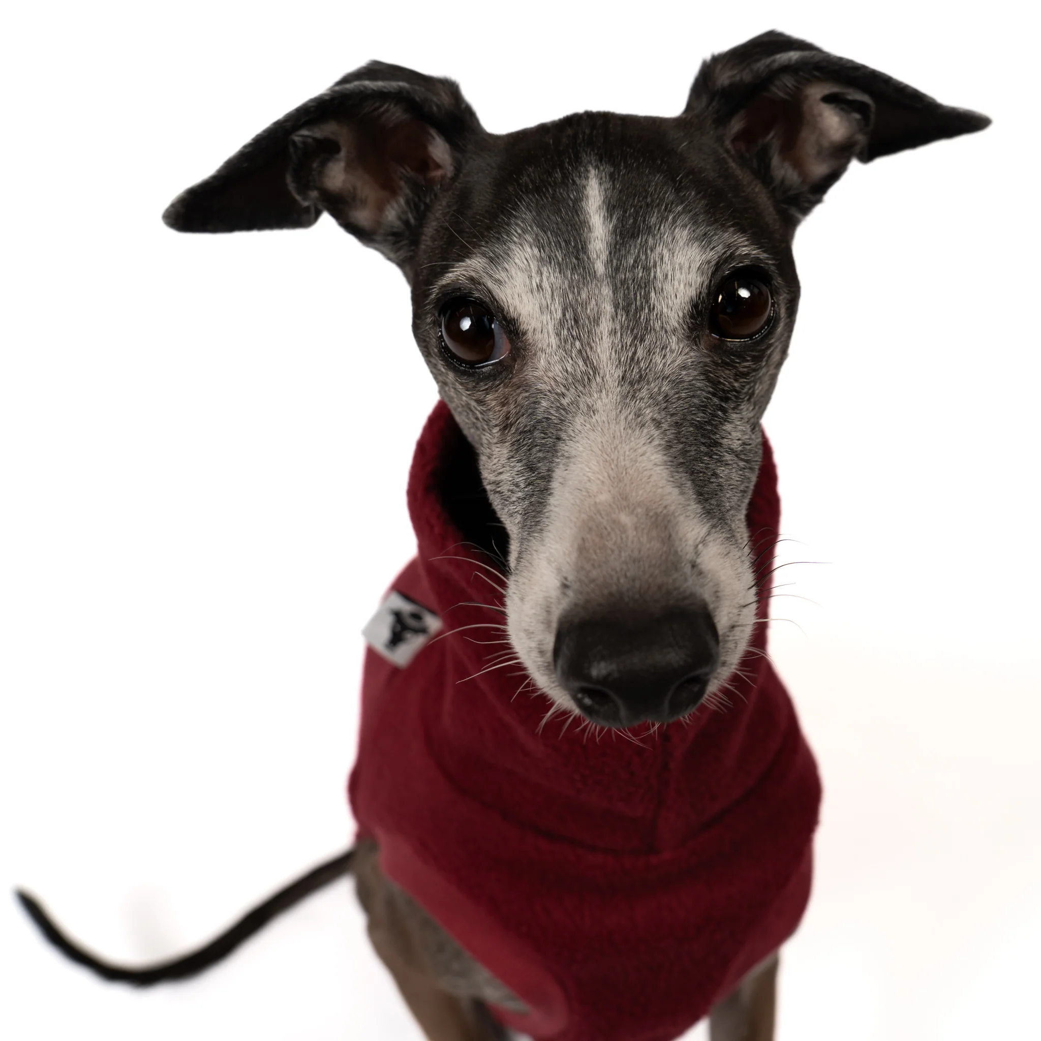 FLEECE SHIRT Iggy Bordeaux - Image 7