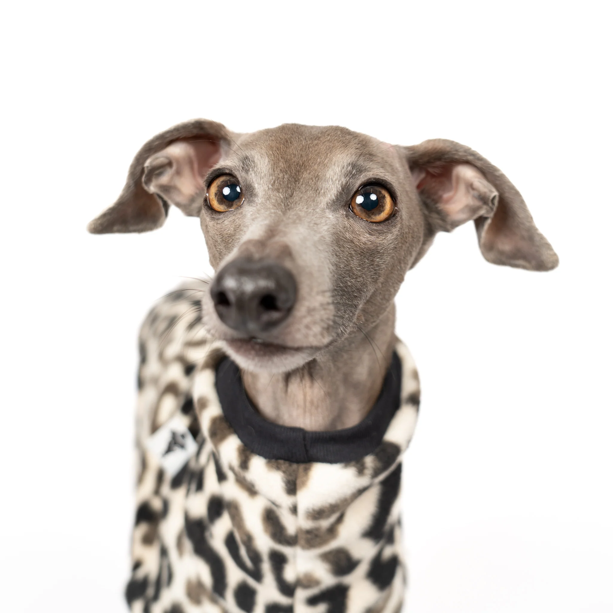 OVERALL Iggy Leo - Image 5