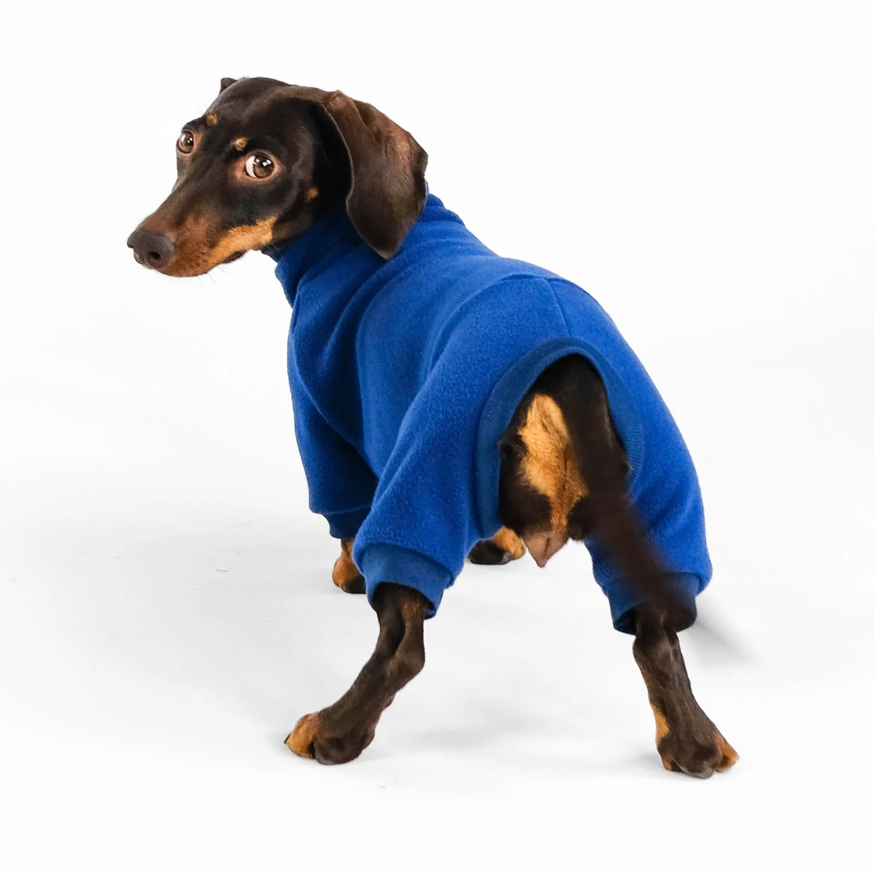 OVERALL Dackel Navy - Image 5