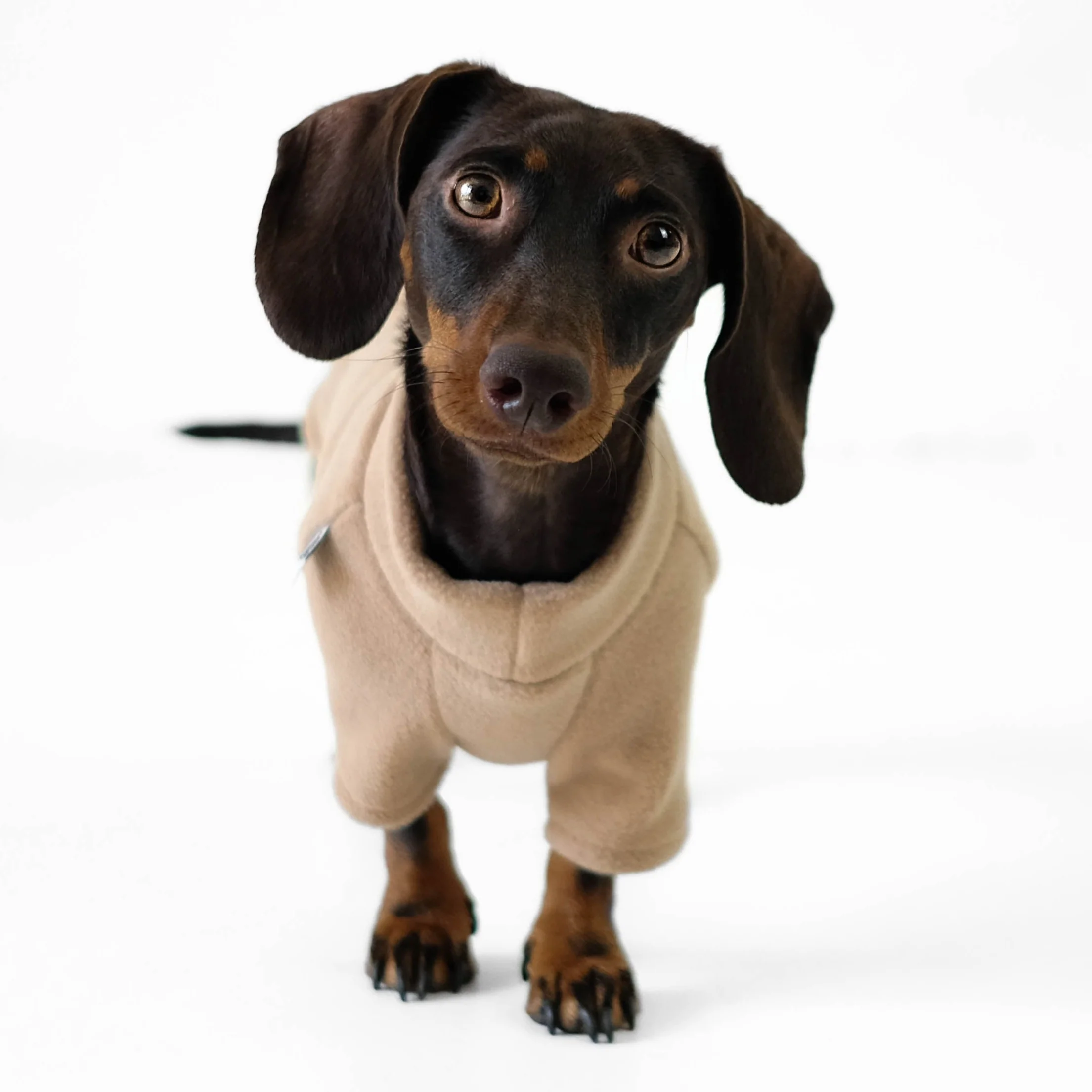 PULLOVER Dackel Camel - Image 4