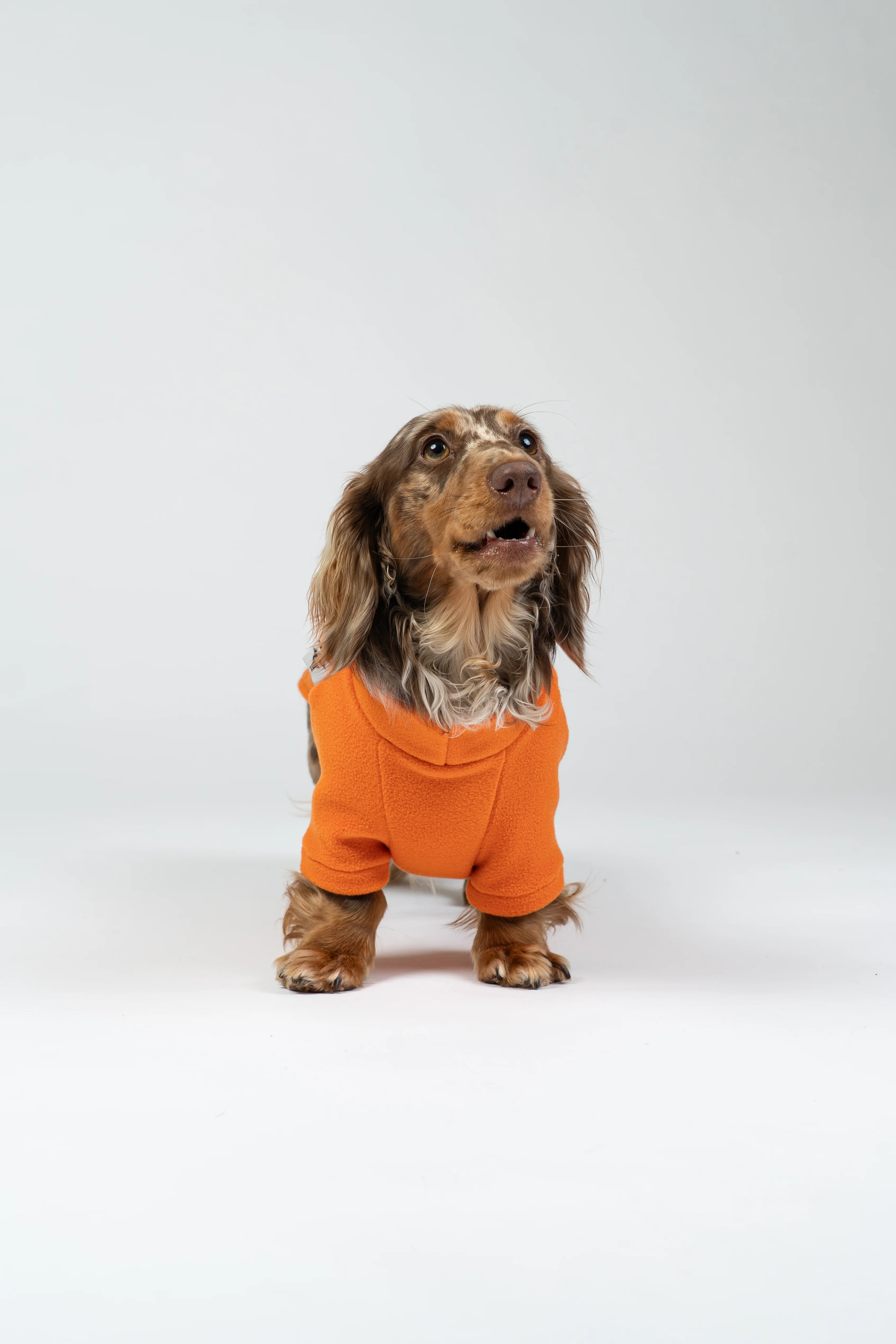 PULLOVER Dackel Orange - Image 5