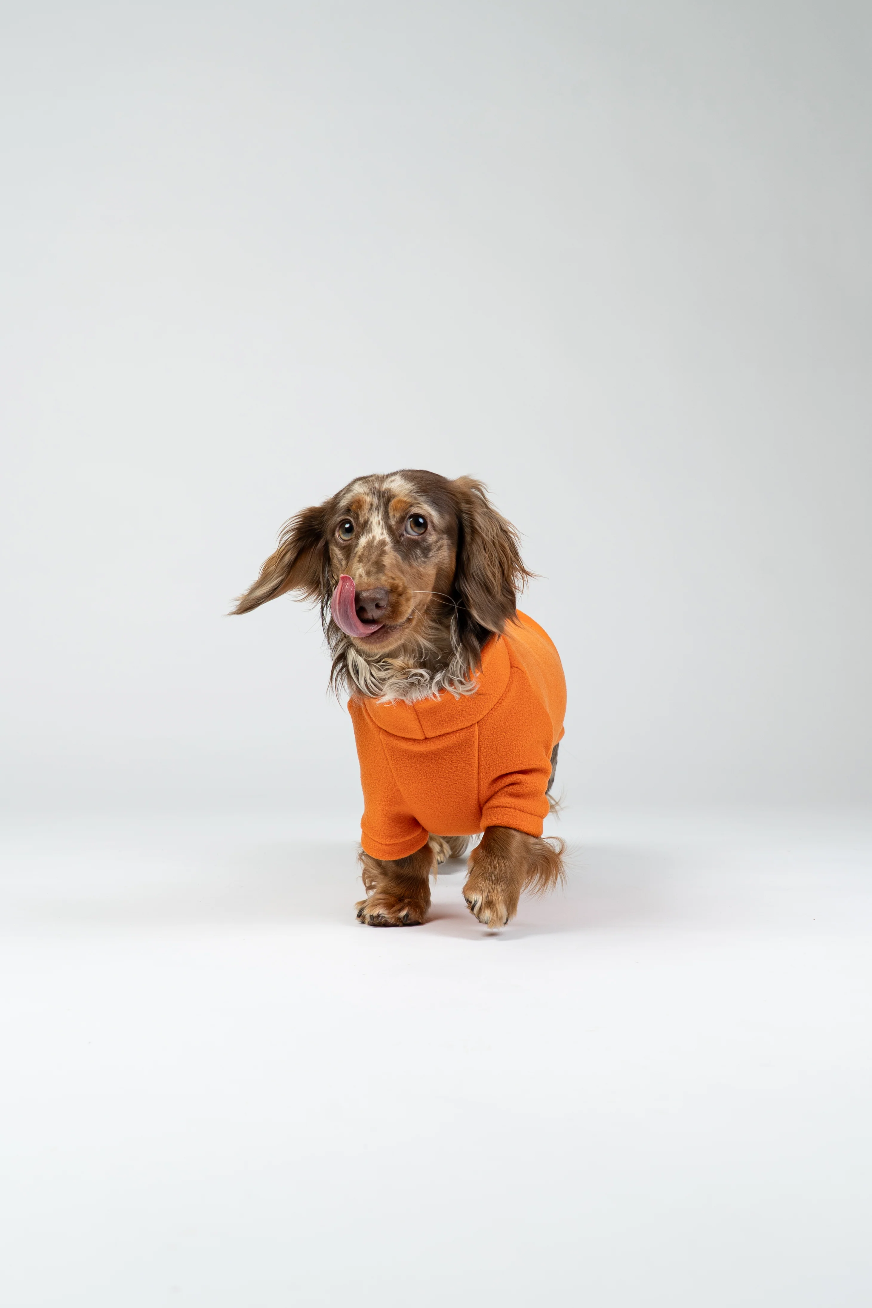 PULLOVER Dackel Orange - Image 6