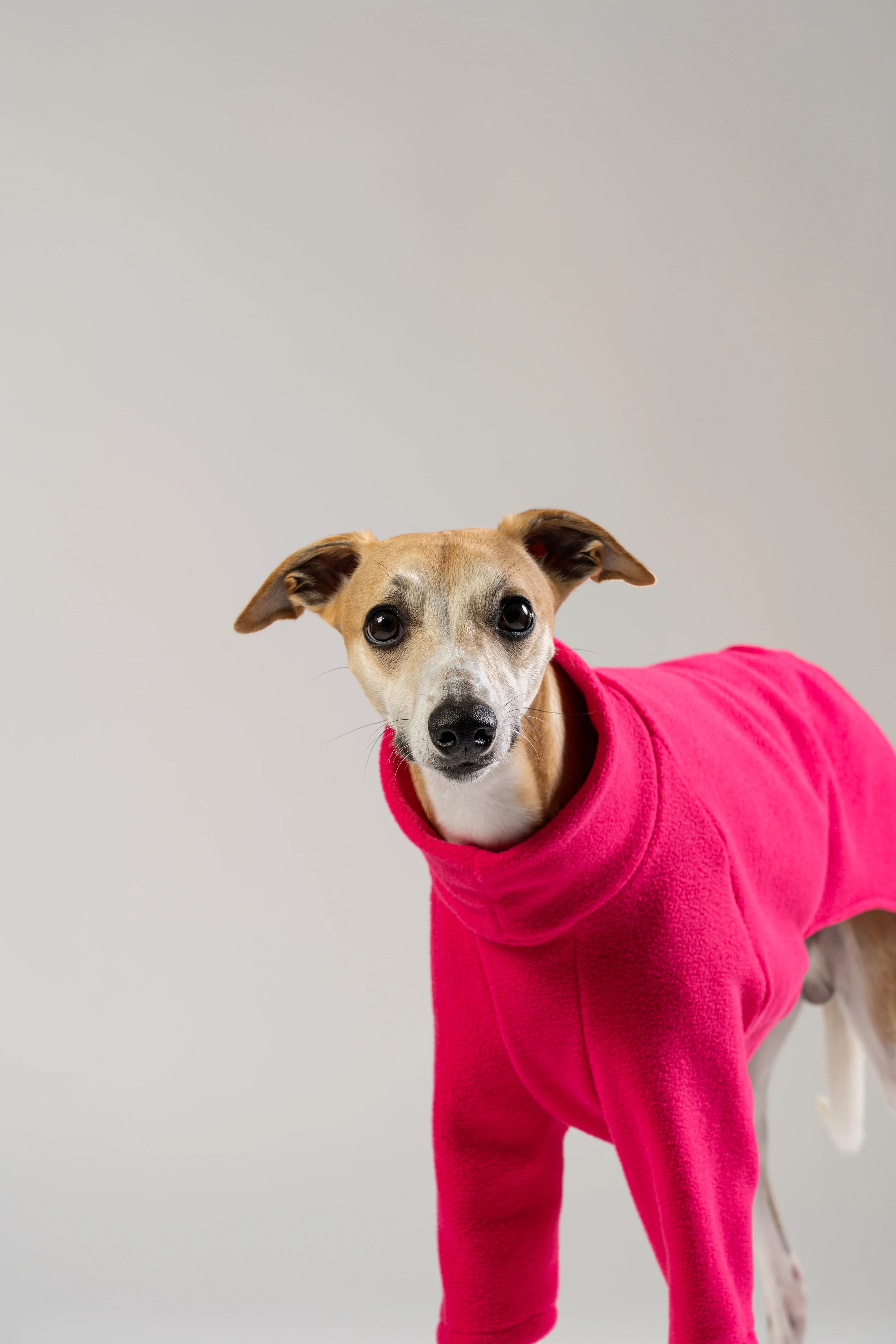PULLOVER Windhund Magenta - Image 7