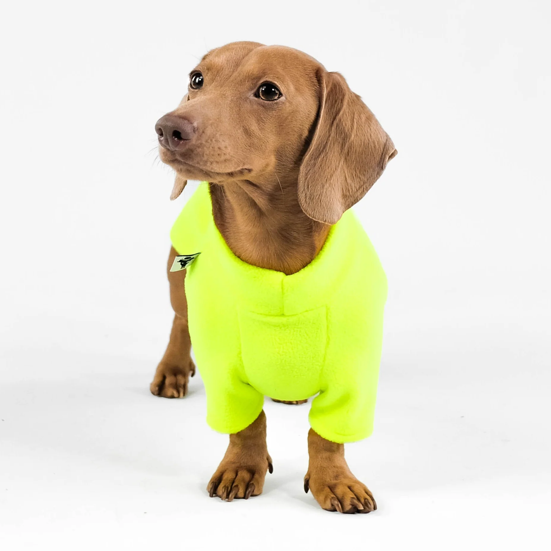 PULLOVER Dackel Neon Yellow - Image 5