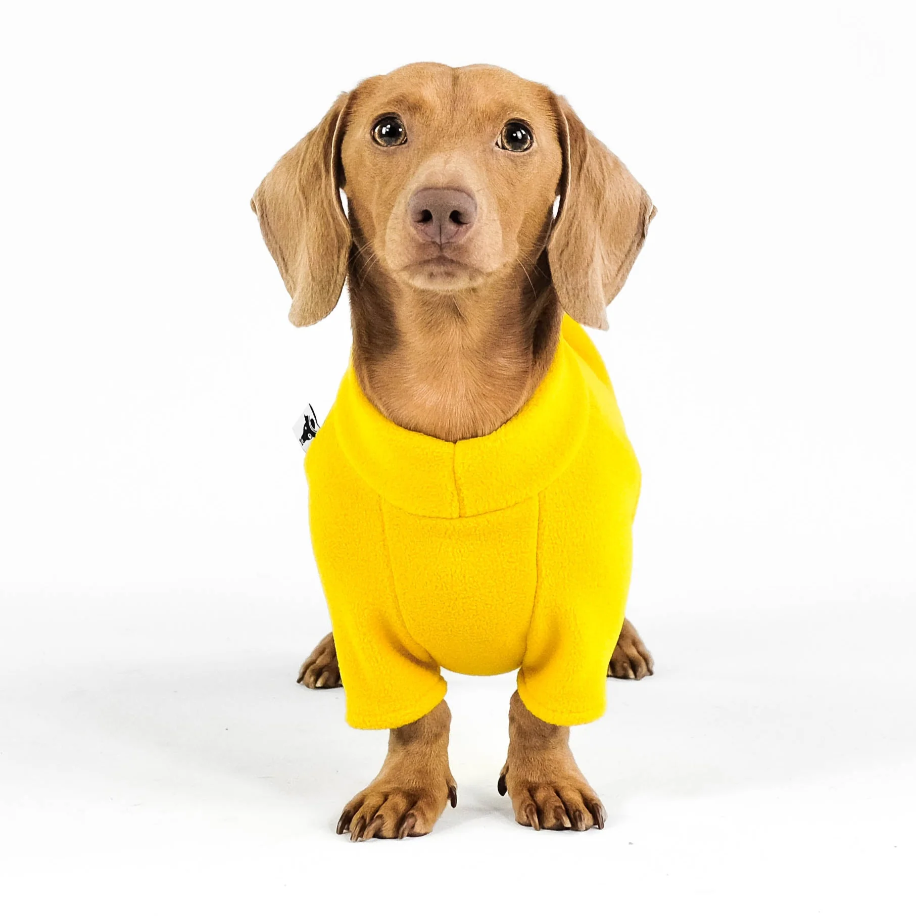 PULLOVER Dackel Sunflower - Image 5