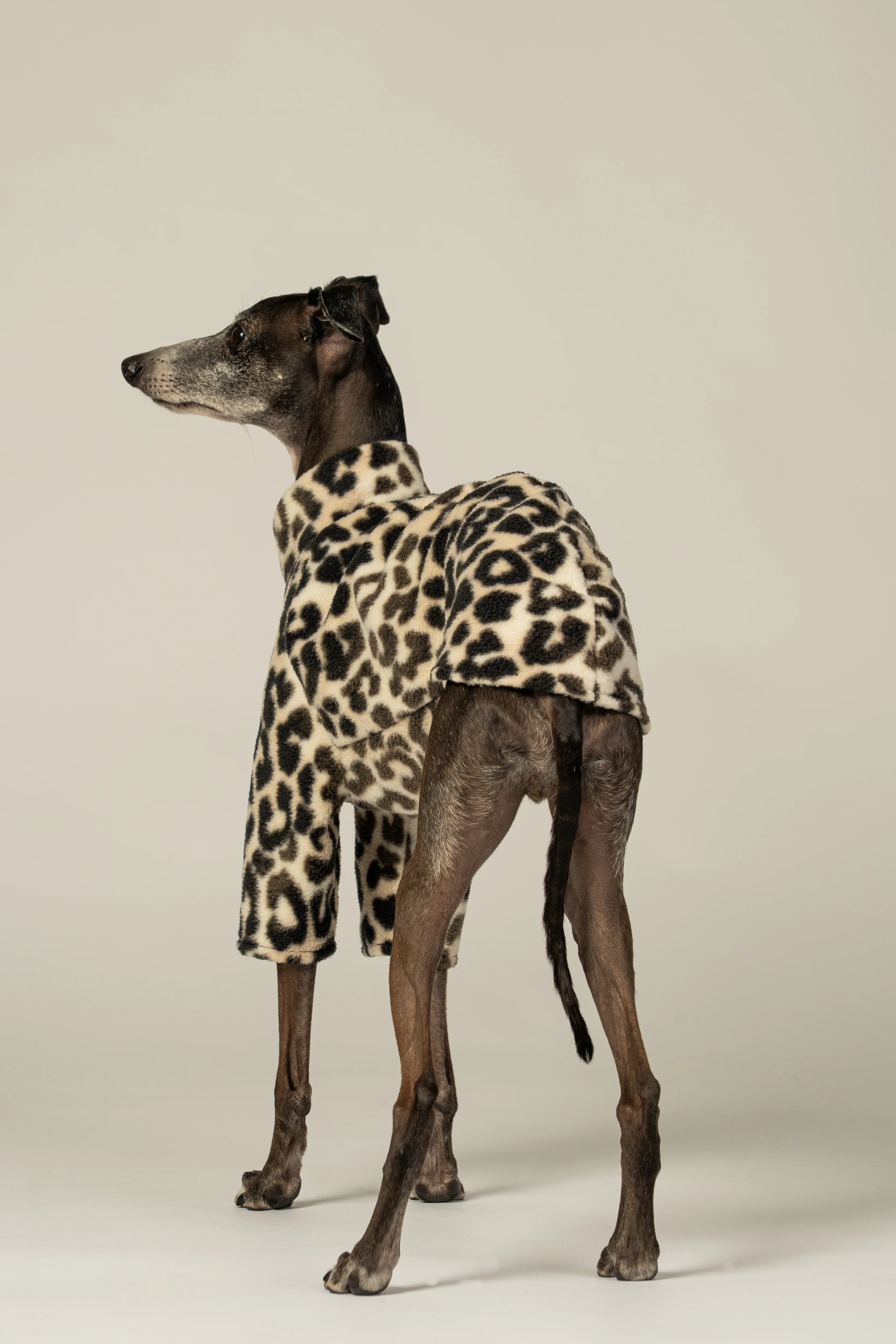 PULLOVER Iggy Leo - Image 4
