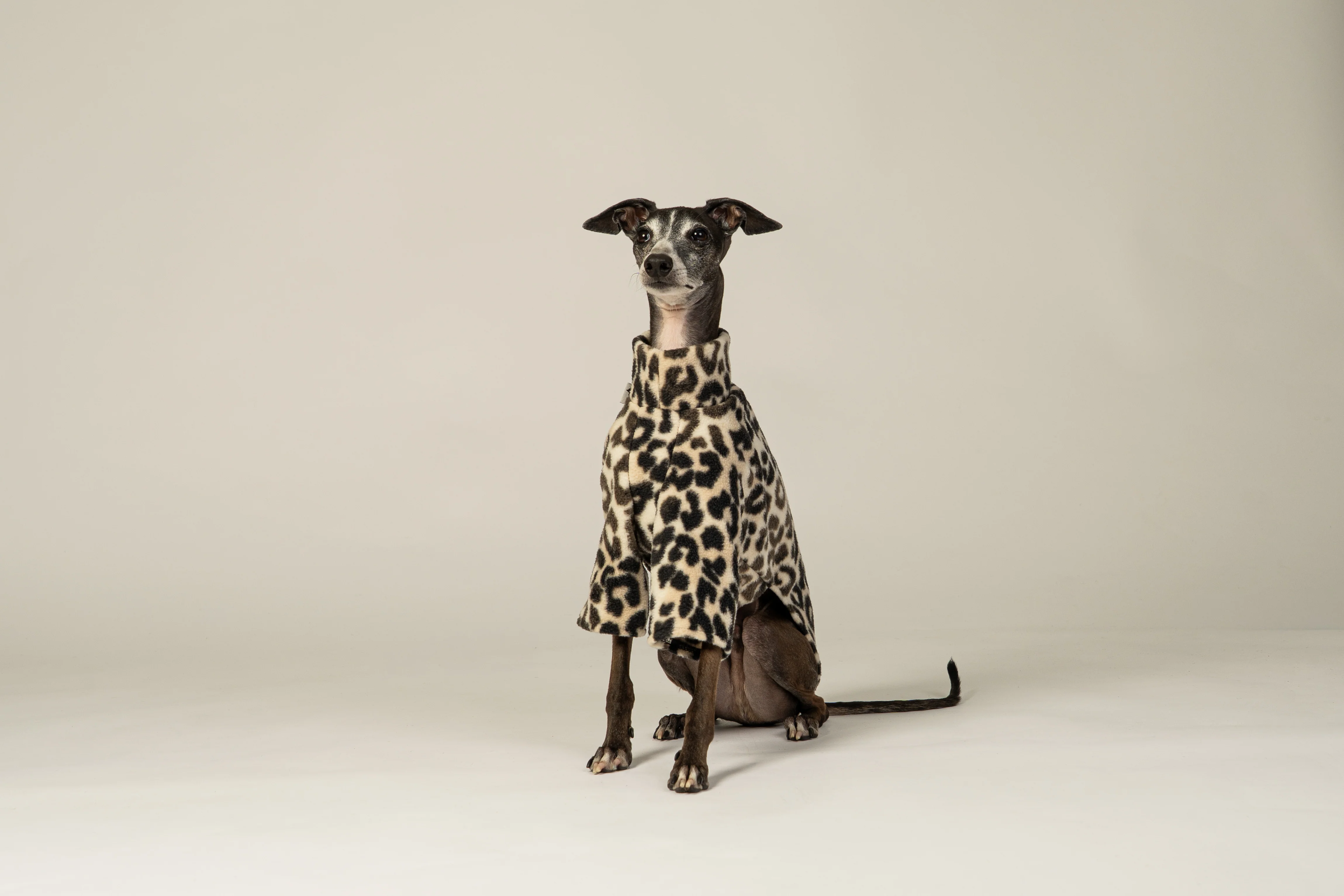 PULLOVER Iggy Leo - Image 5