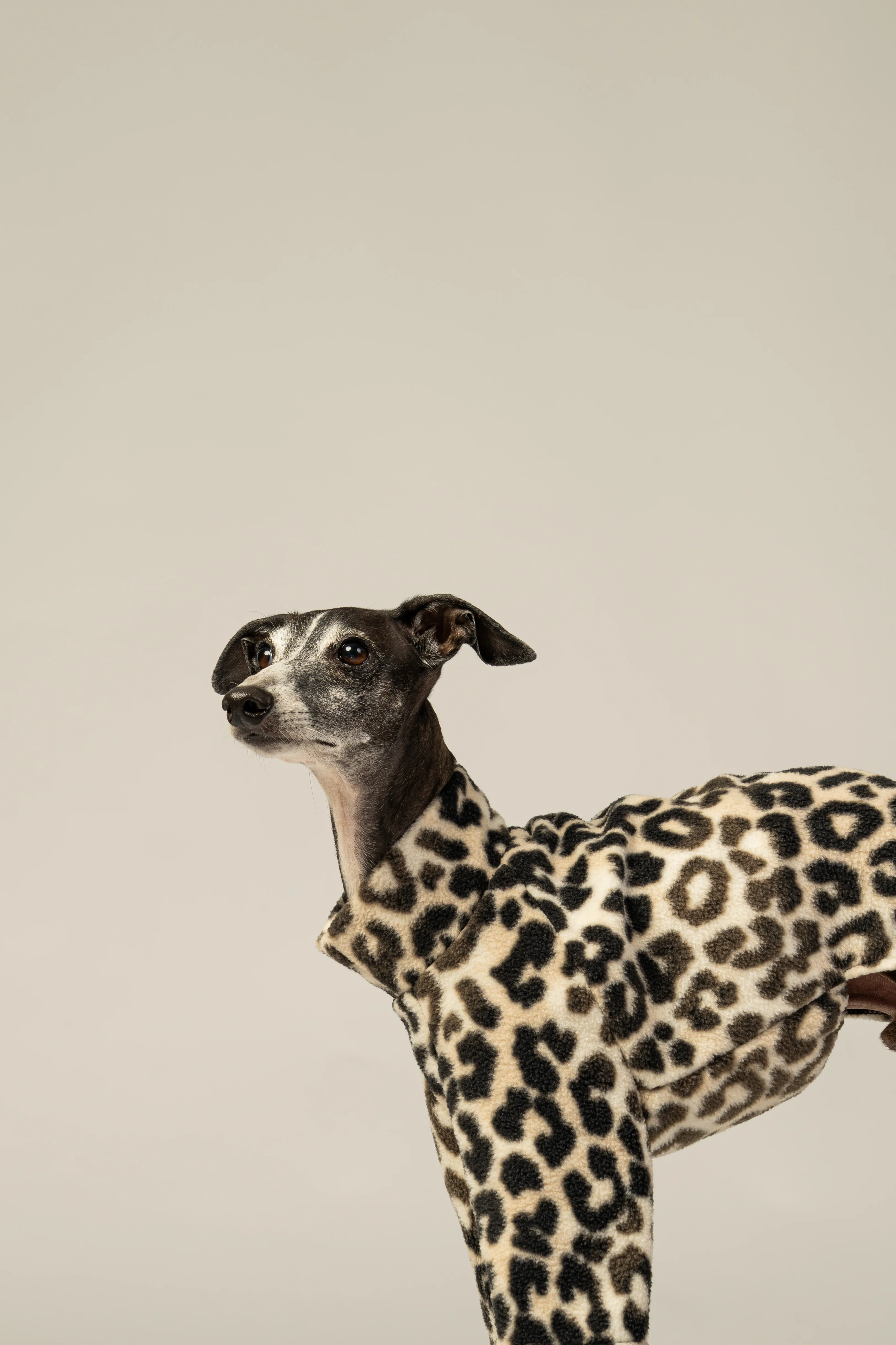 PULLOVER Iggy Leo - Image 6