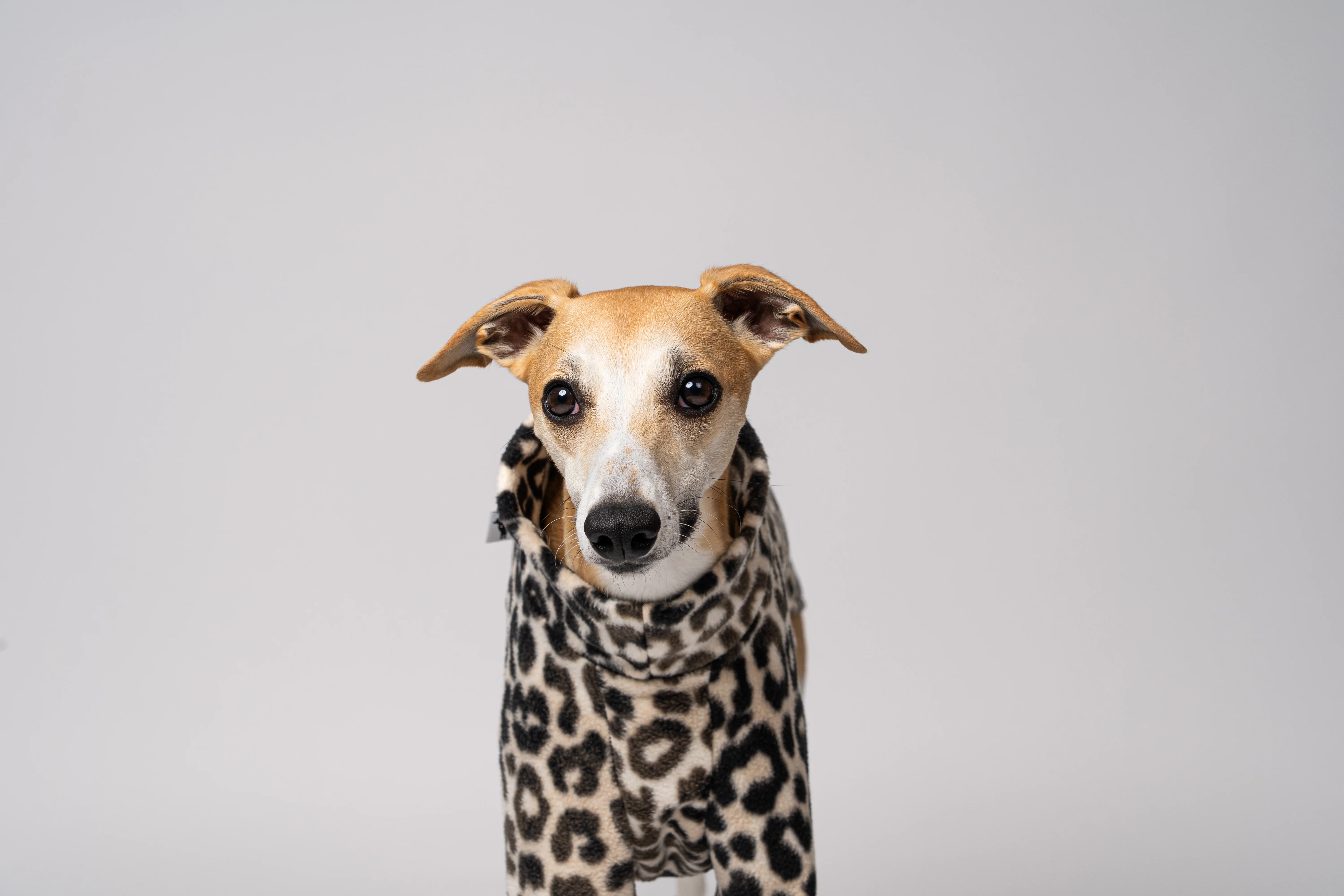 PULLOVER Windhund Leo - Image 7