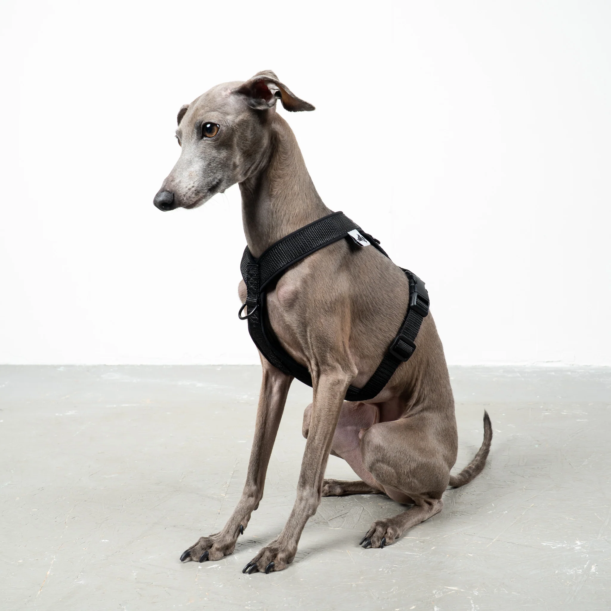 SOFTSHELL HUNDEGESCHIRR Iggy Schwarz - Image 3