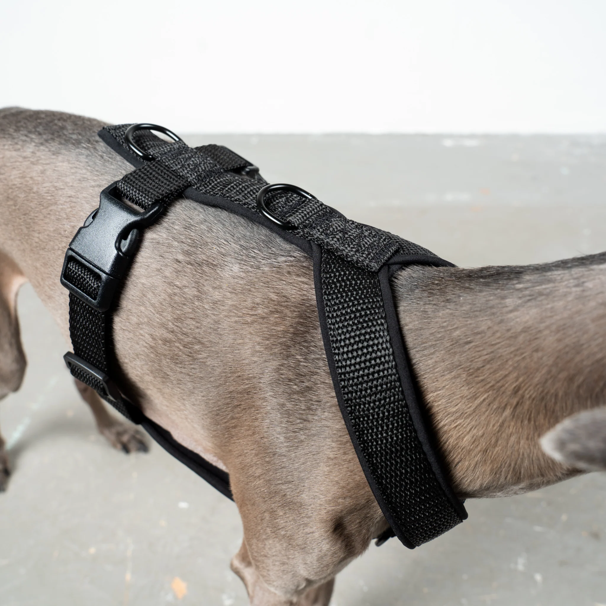SOFTSHELL HUNDEGESCHIRR Iggy Schwarz - Image 4