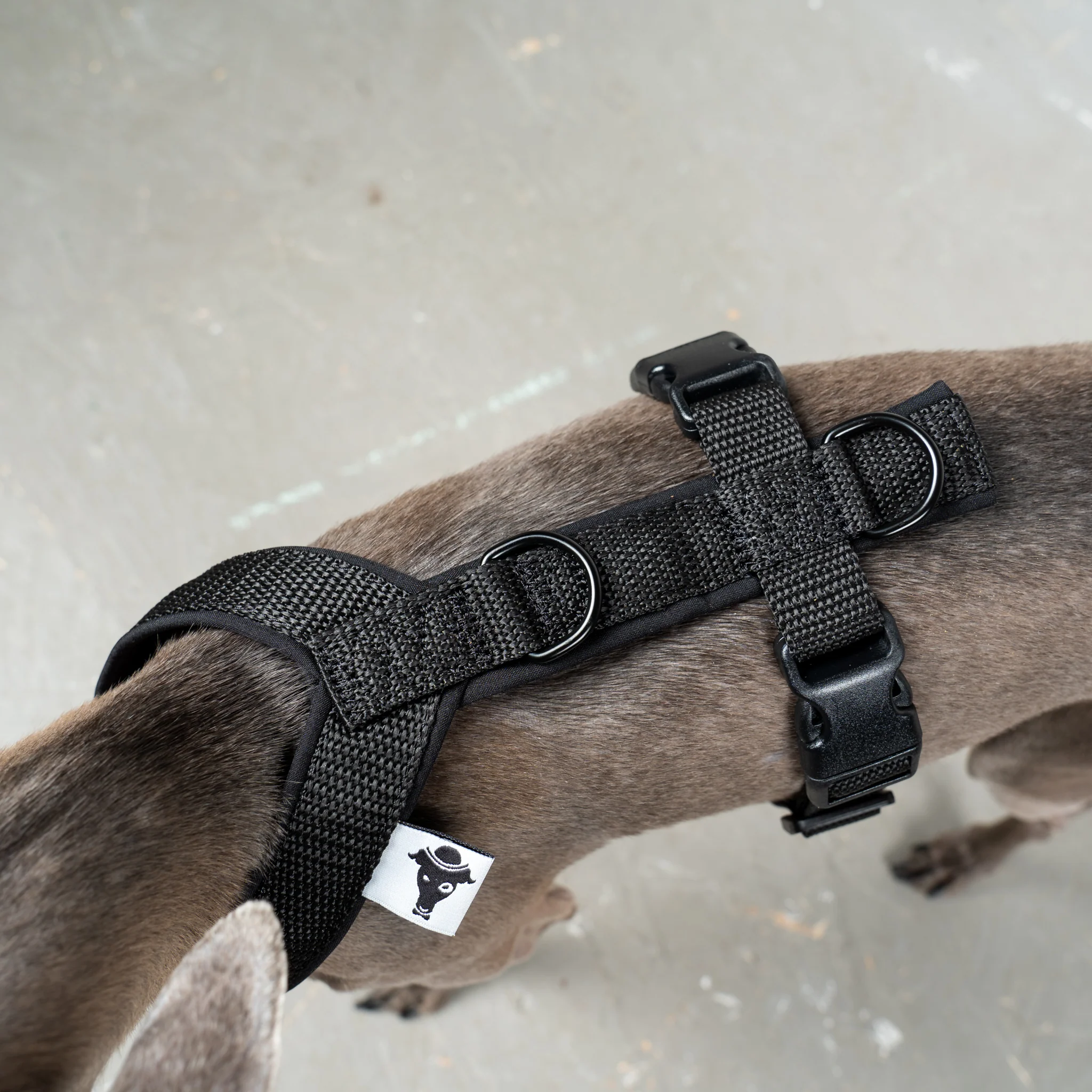 SOFTSHELL HUNDEGESCHIRR Iggy Schwarz - Image 5