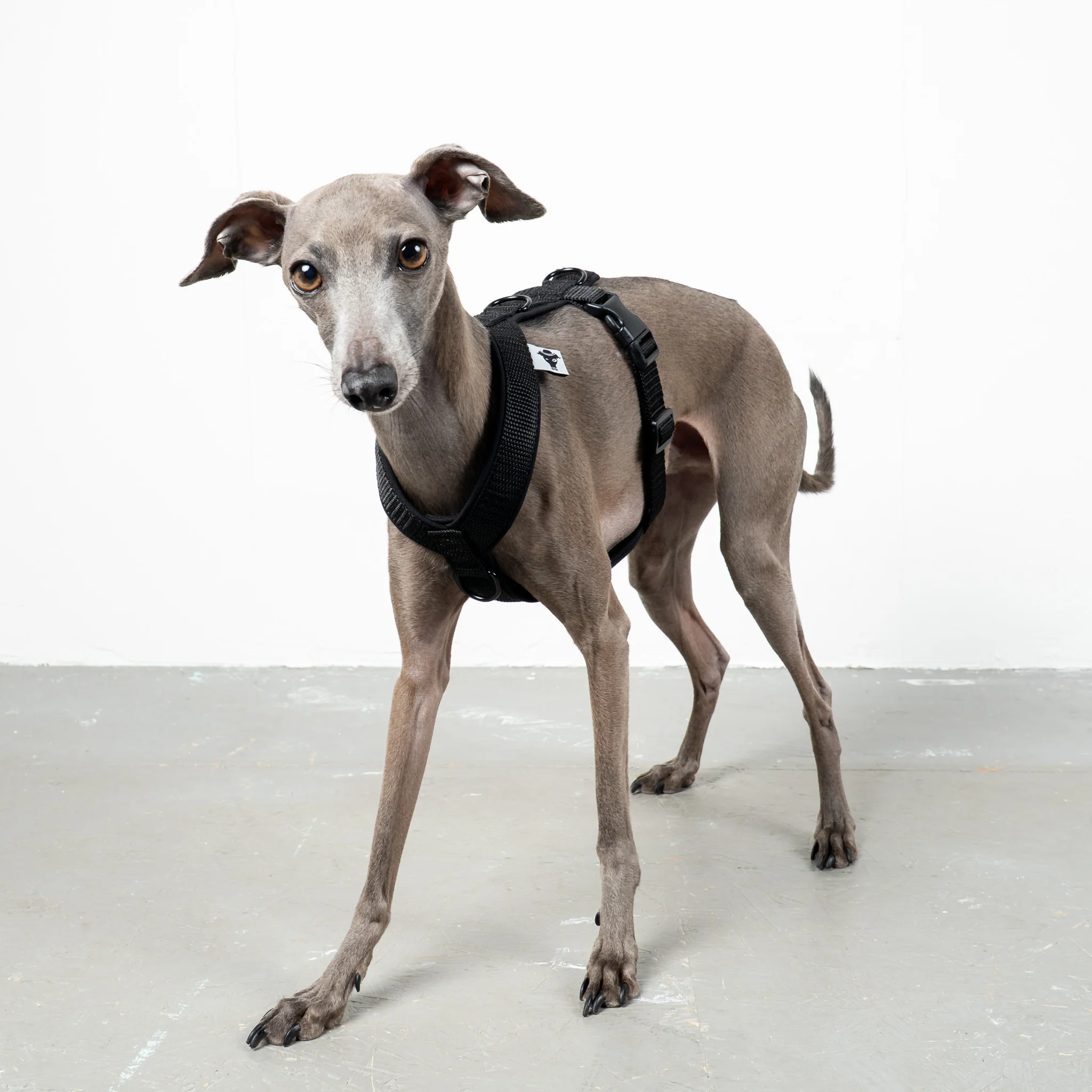 SOFTSHELL HUNDEGESCHIRR Iggy Schwarz - Image 6