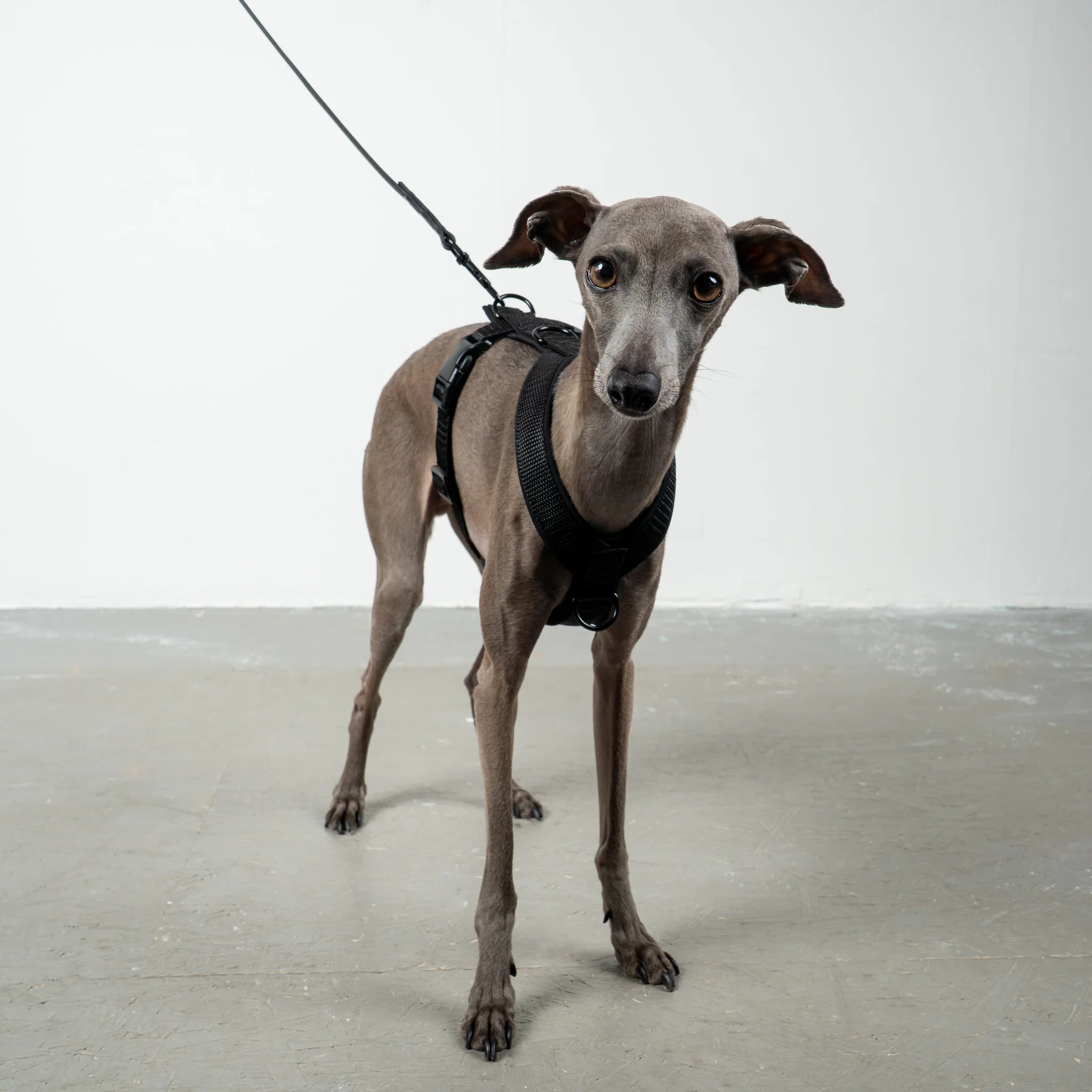 SOFTSHELL HUNDEGESCHIRR Iggy Schwarz - Image 7
