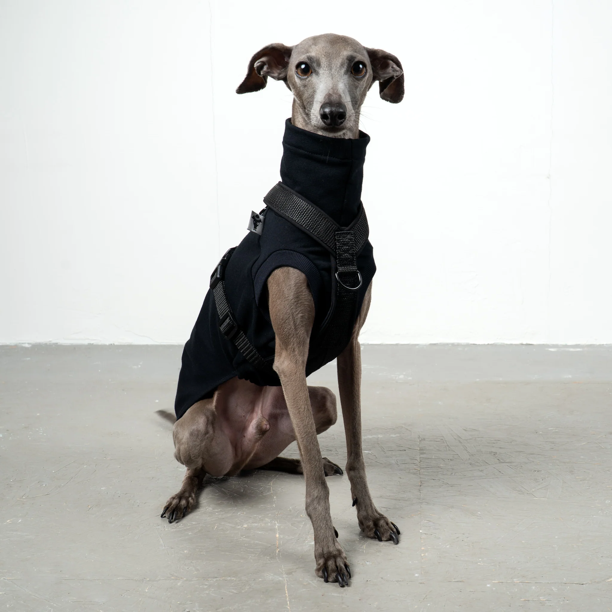 SOFTSHELL HUNDEGESCHIRR Iggy Schwarz - Image 8