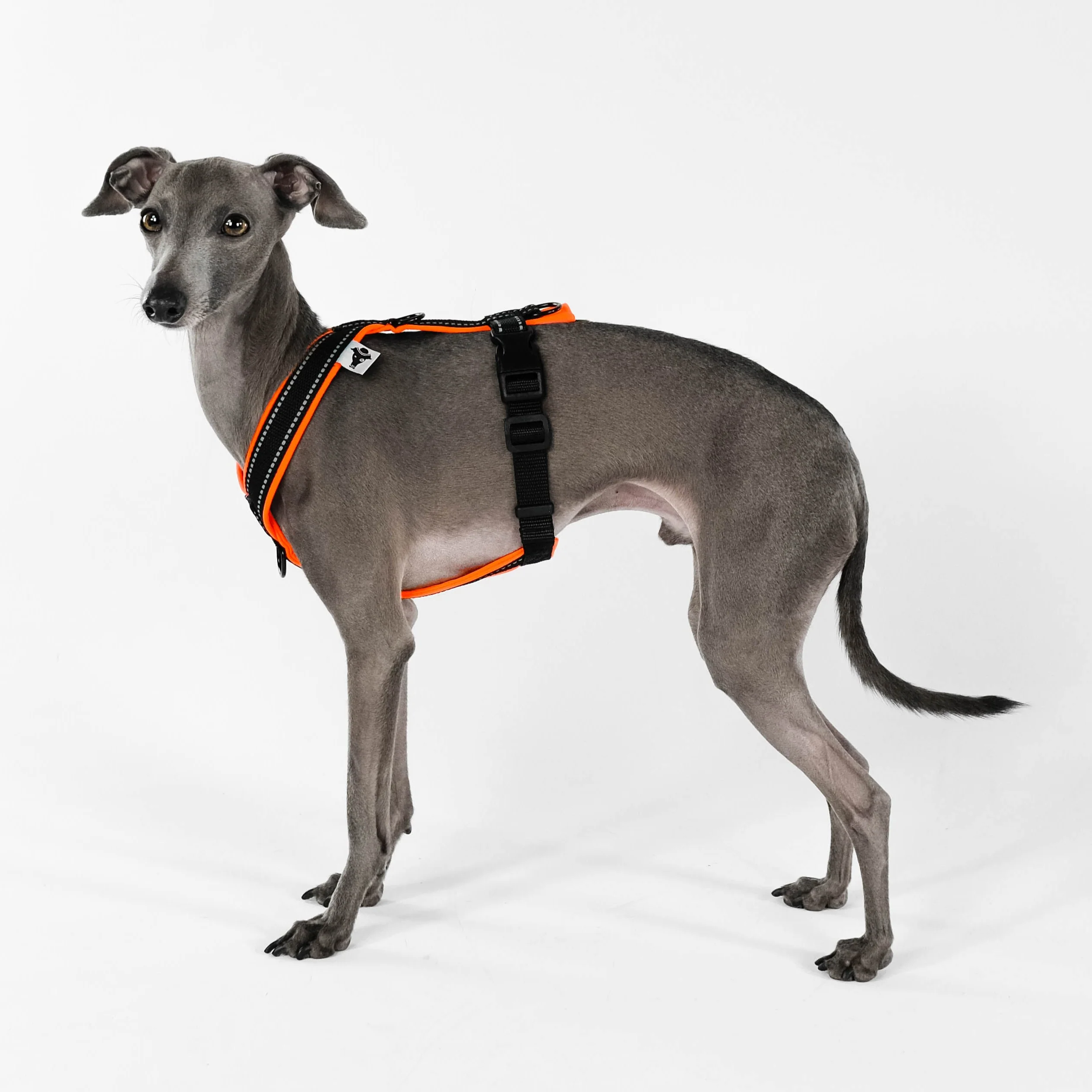 SOFTSHELL HUNDEGESCHIRR Iggy Neon Orange - Image 10