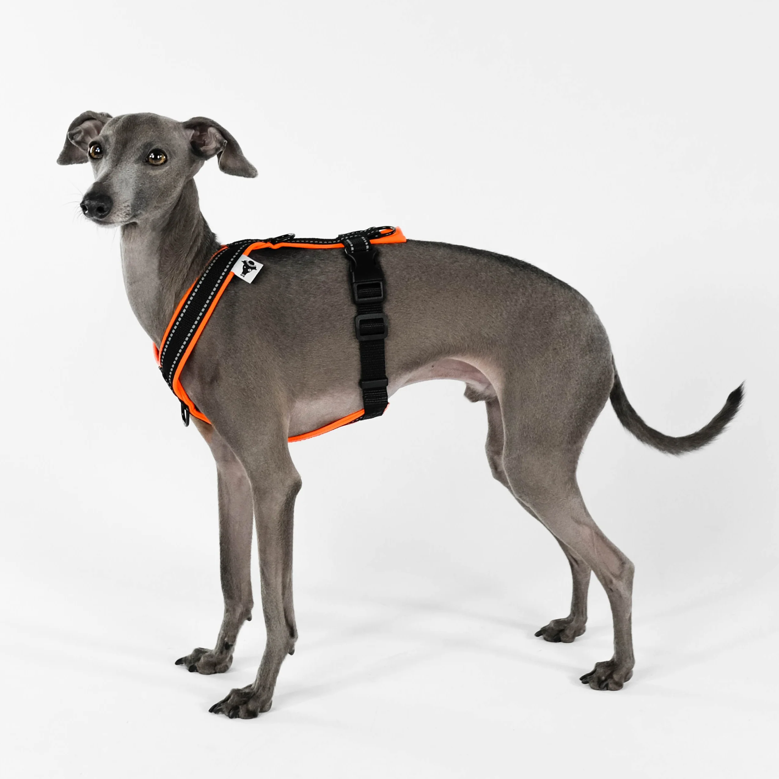 SOFTSHELL HUNDEGESCHIRR Iggy Neon Orange - Image 4