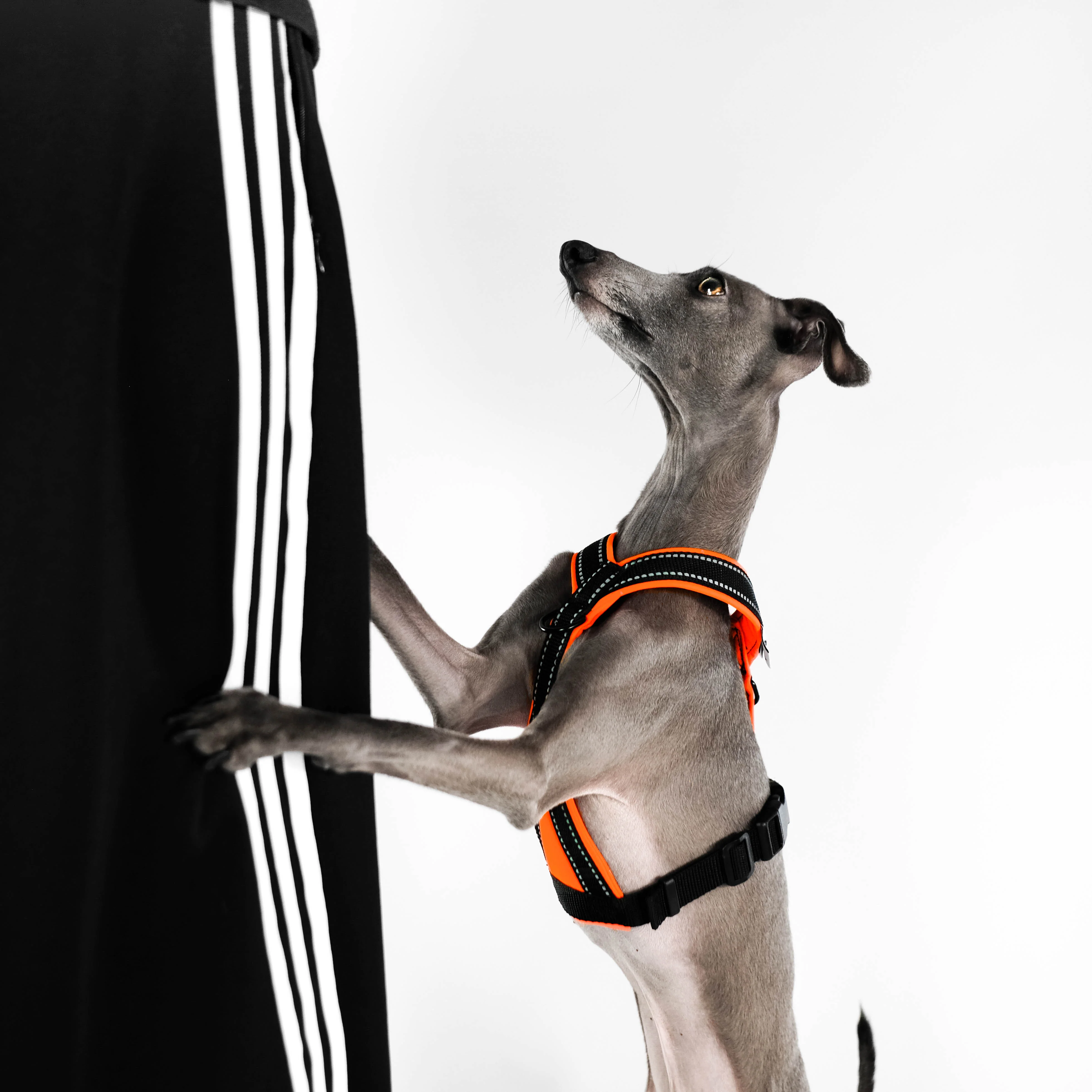 SOFTSHELL HUNDEGESCHIRR Iggy Neon Orange - Image 5