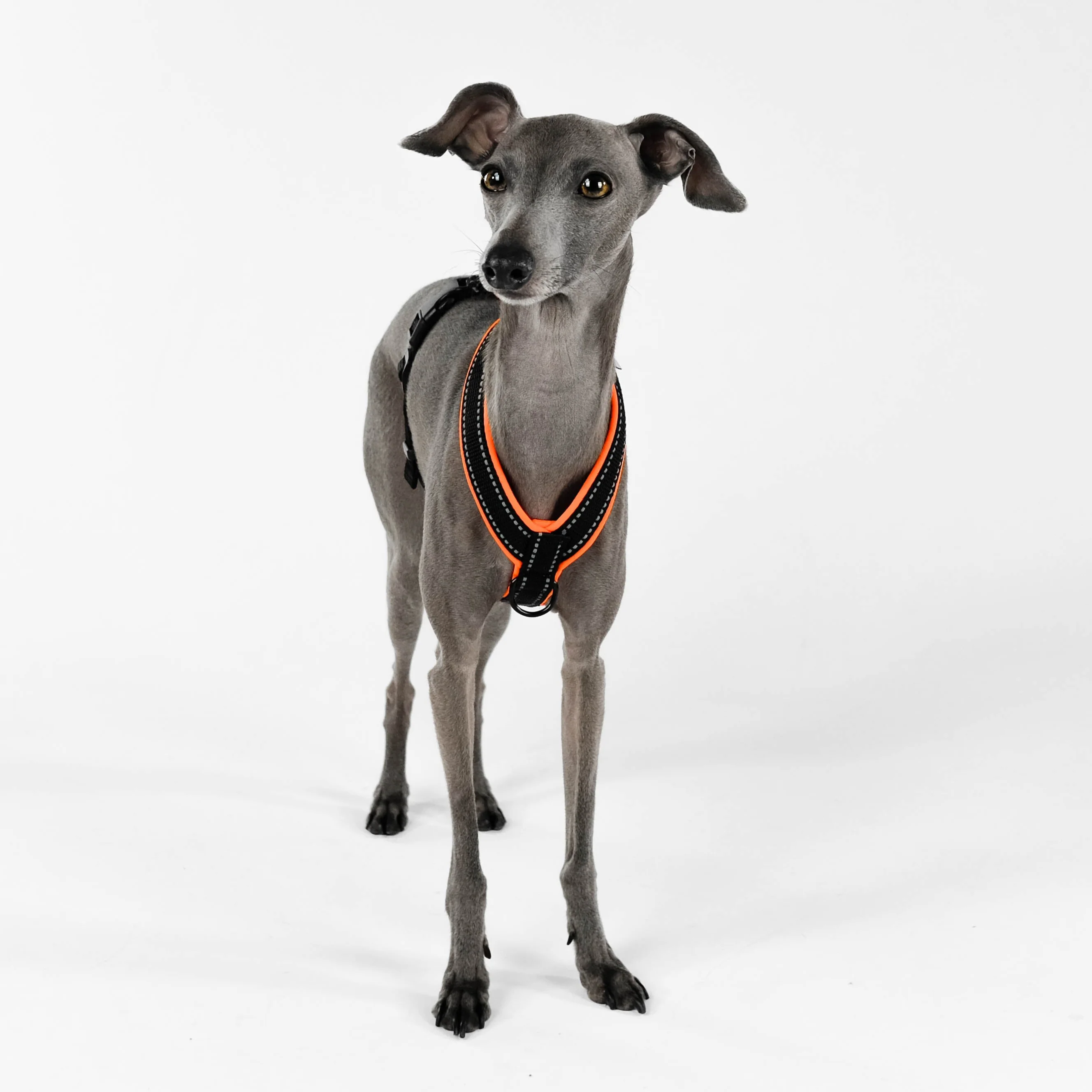 SOFTSHELL HUNDEGESCHIRR Iggy Neon Orange - Image 6