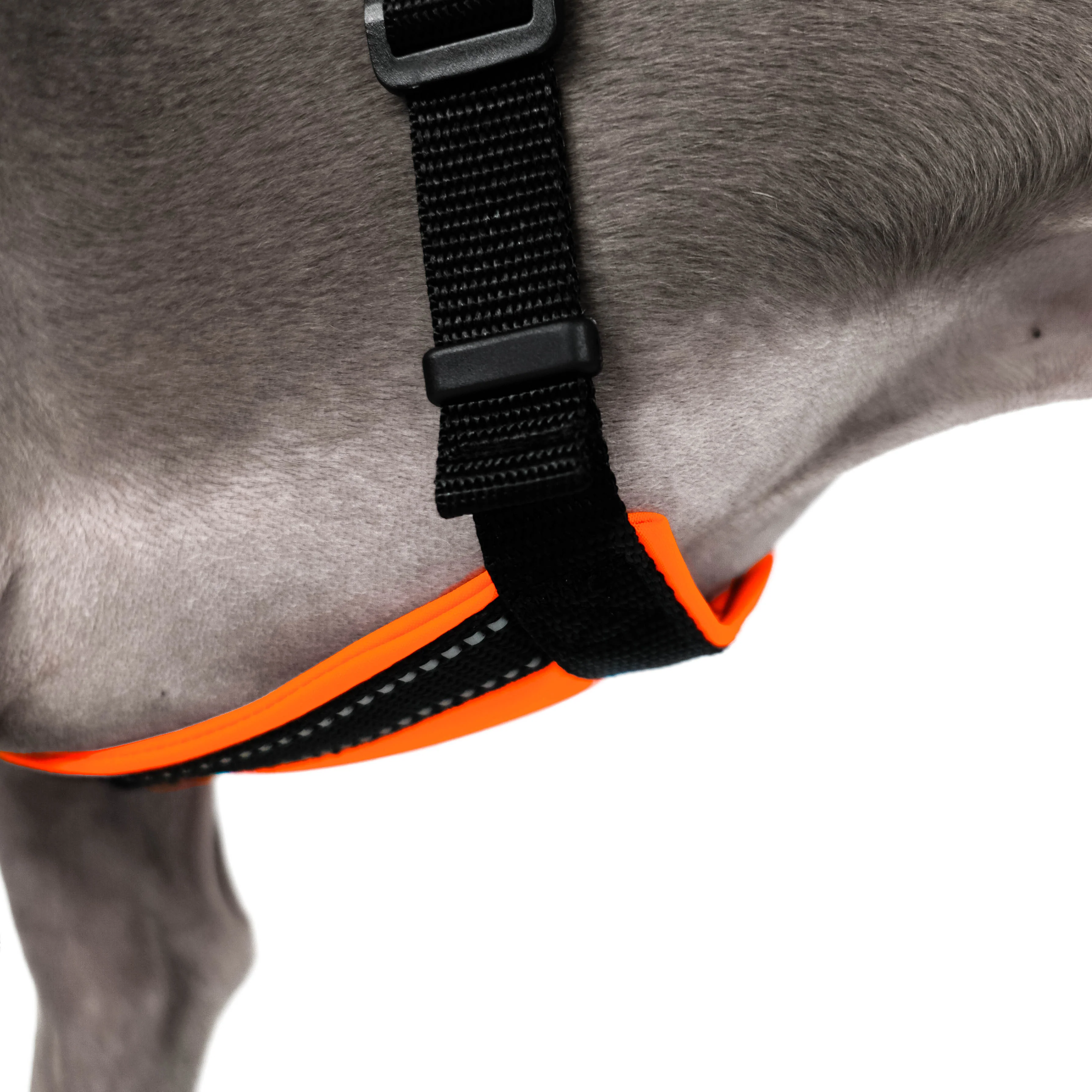 SOFTSHELL HUNDEGESCHIRR Iggy Neon Orange - Image 8