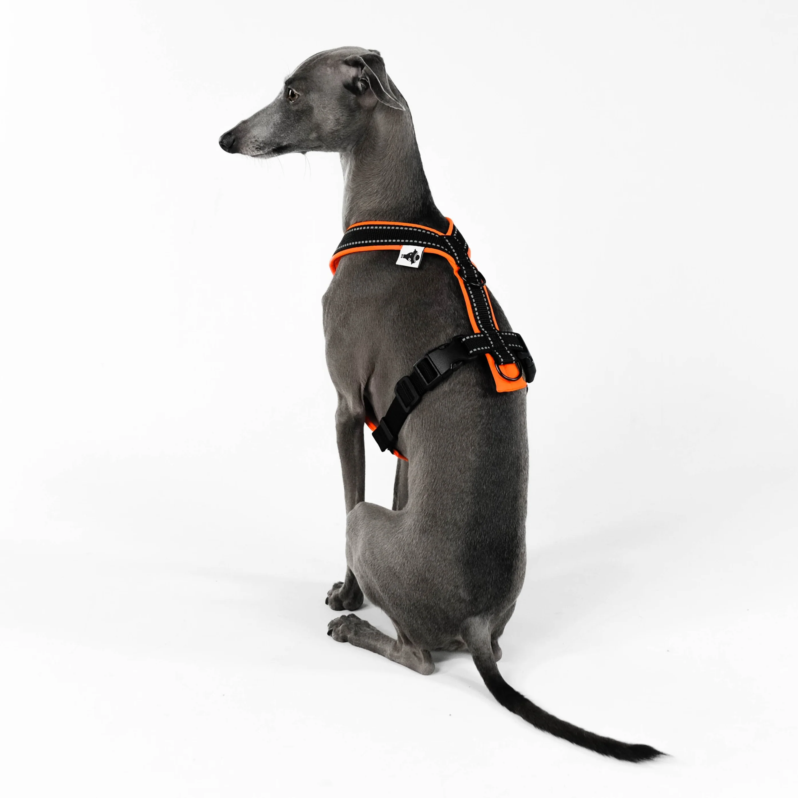SOFTSHELL HUNDEGESCHIRR Iggy Neon Orange - Image 9