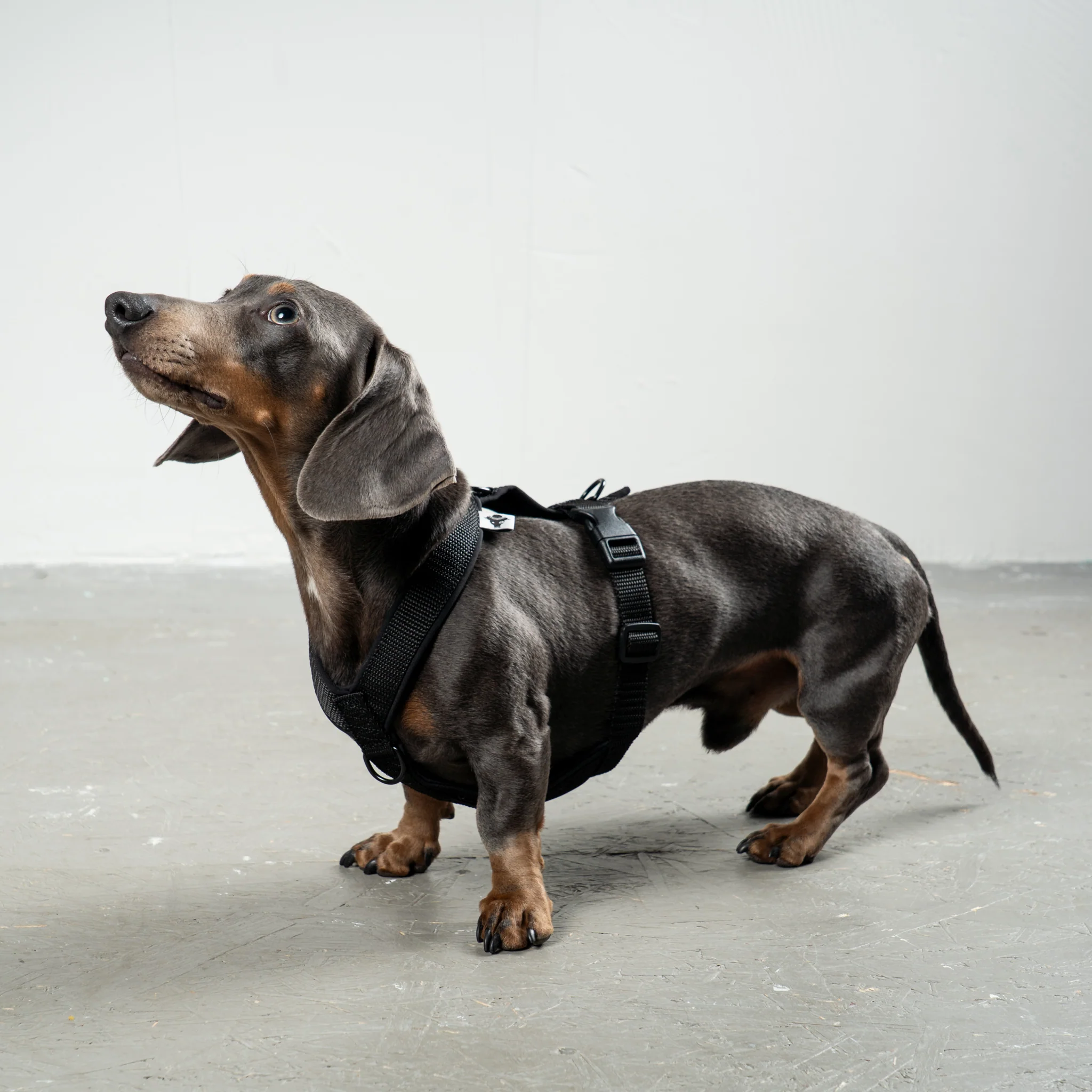 SOFTSHELL HUNDEGESCHIRR Dackel Schwarz - Image 3