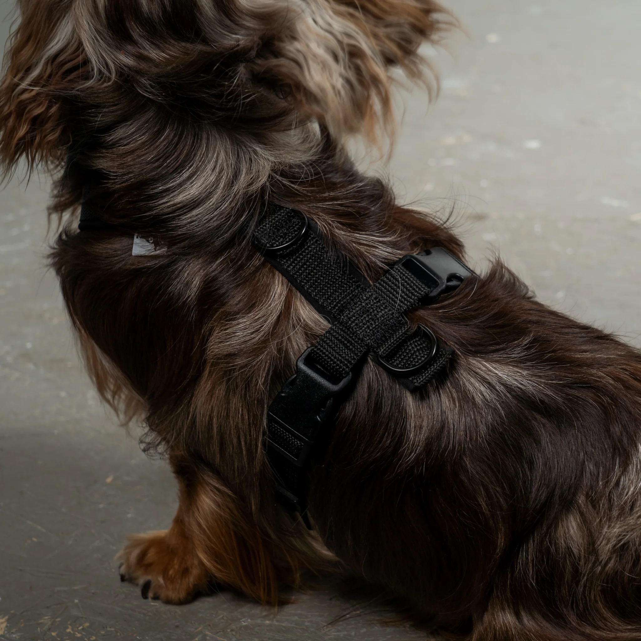 SOFTSHELL HUNDEGESCHIRR Dackel Schwarz - Image 4