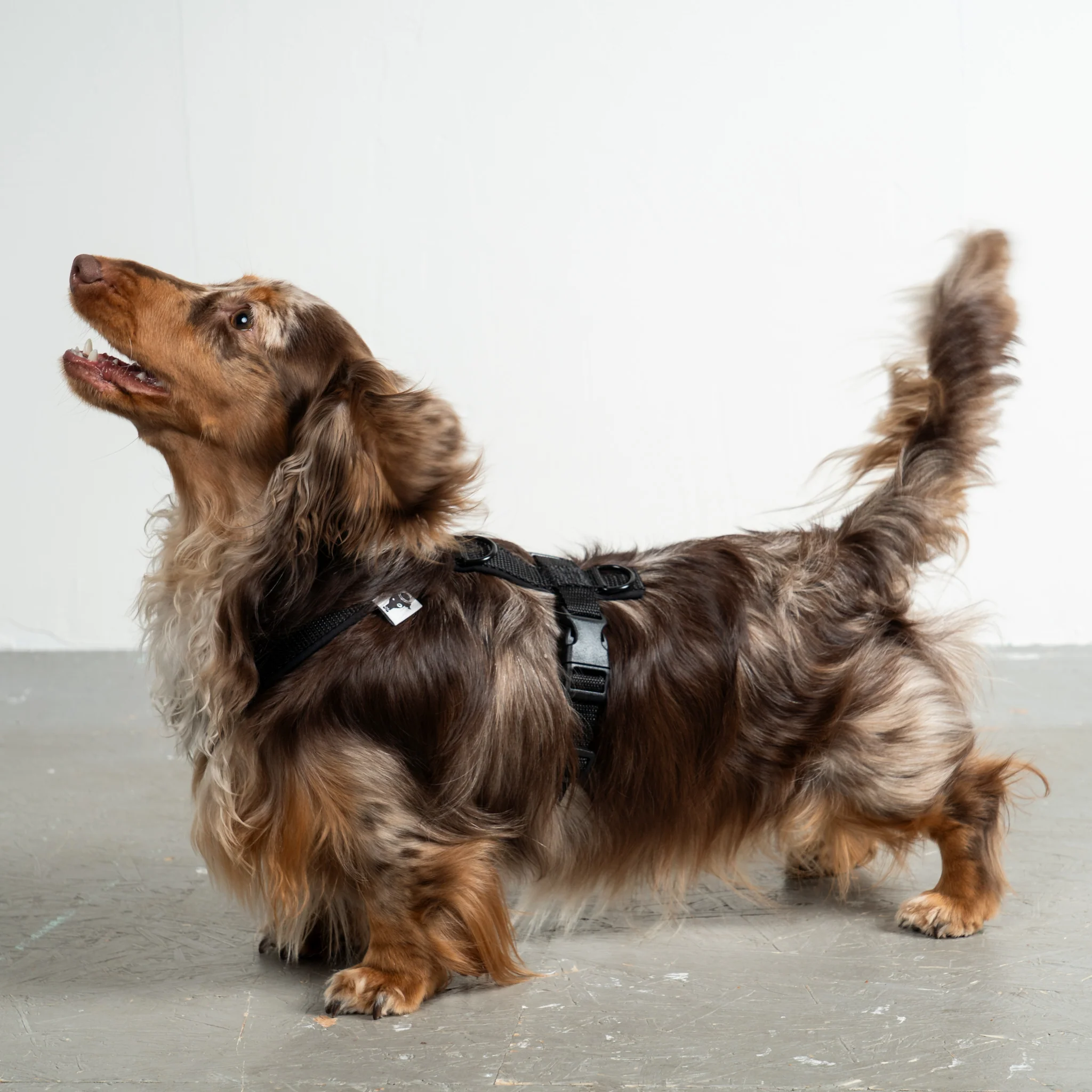SOFTSHELL HUNDEGESCHIRR Dackel Schwarz - Image 6
