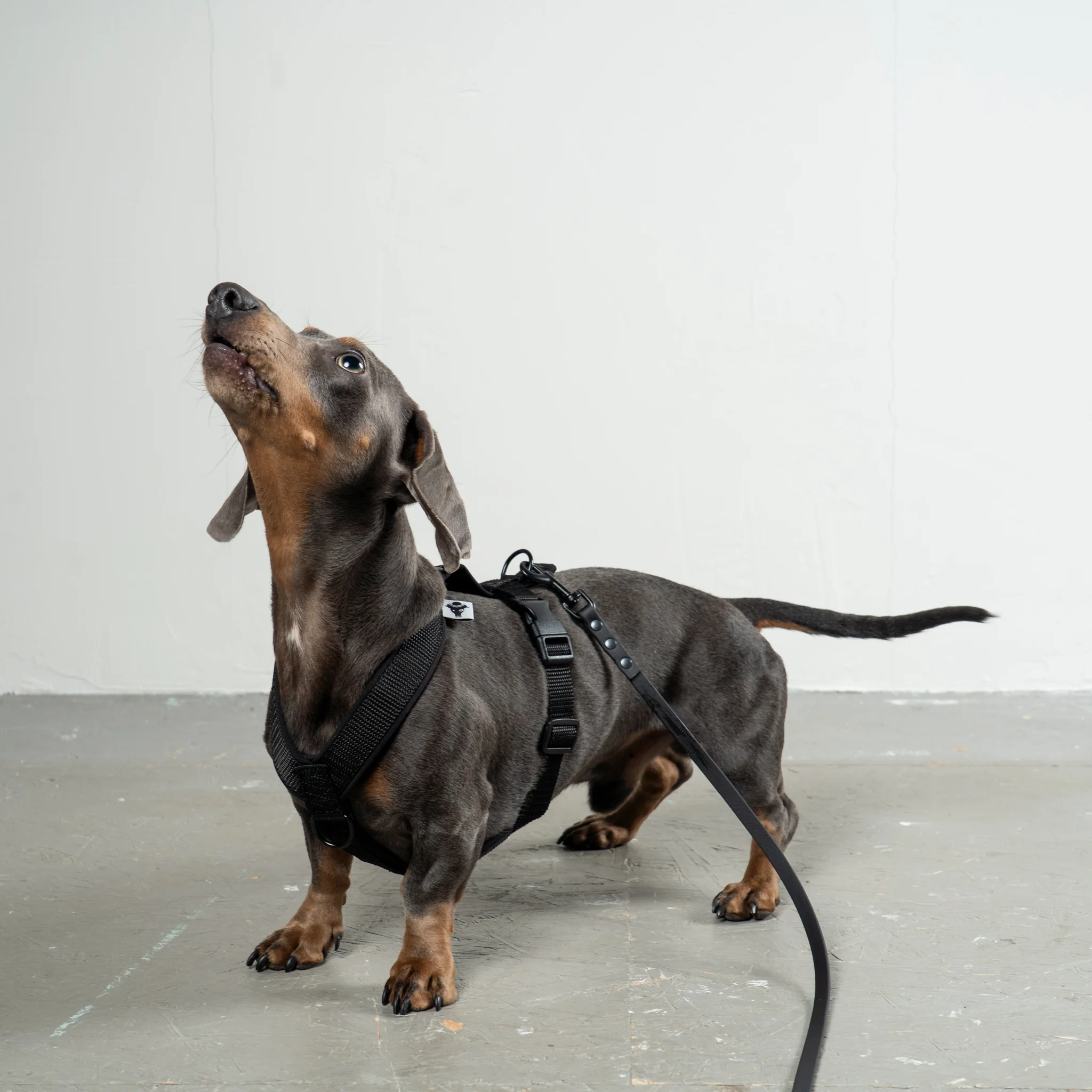 SOFTSHELL HUNDEGESCHIRR Dackel Schwarz - Image 7