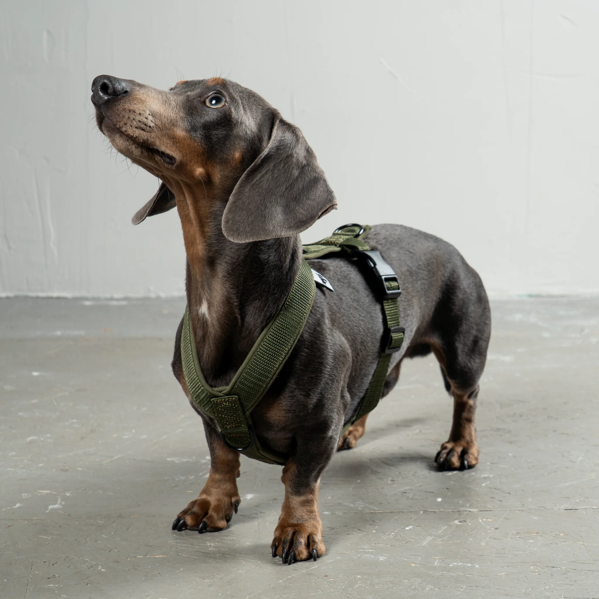 SOFTSHELL HUNDEGESCHIRR Dackel Dark Olive - Image 3