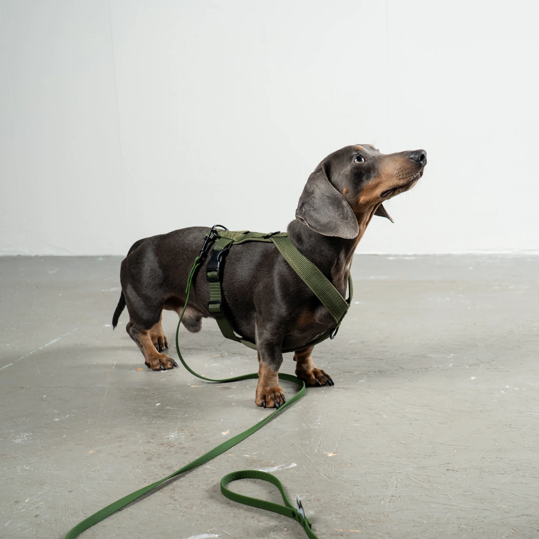 SOFTSHELL HUNDEGESCHIRR Dackel Dark Olive - Image 4