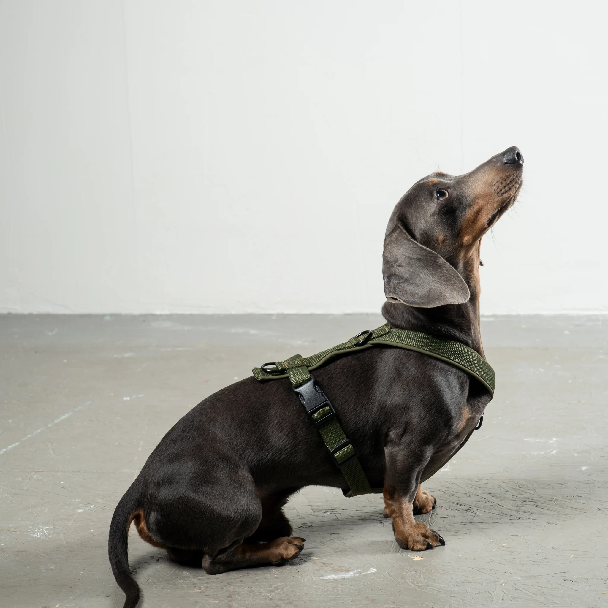 SOFTSHELL HUNDEGESCHIRR Dackel Dark Olive - Image 5