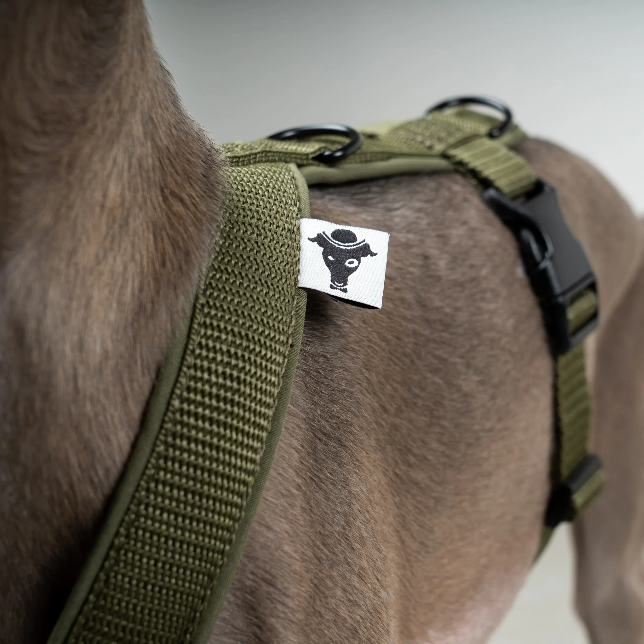 SOFTSHELL HUNDEGESCHIRR Iggy Dark Olive - Image 3