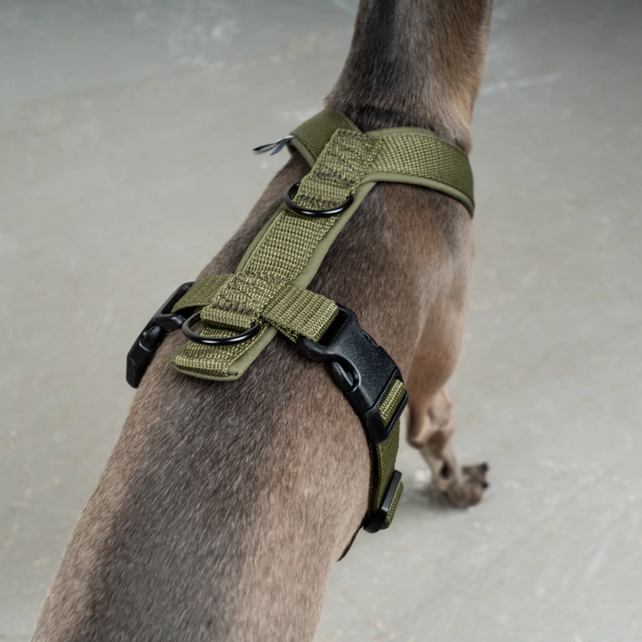 SOFTSHELL HUNDEGESCHIRR Iggy Dark Olive - Image 4
