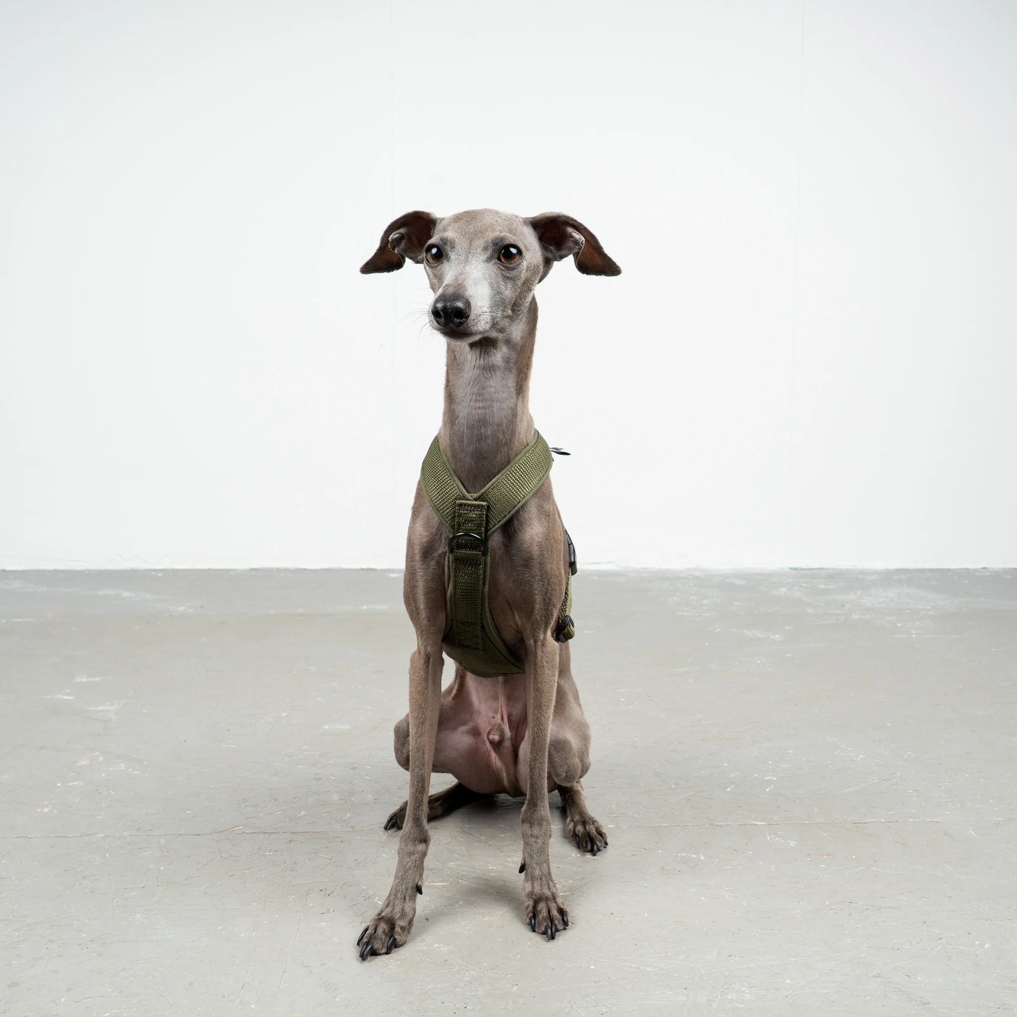 SOFTSHELL HUNDEGESCHIRR Iggy Dark Olive - Image 5