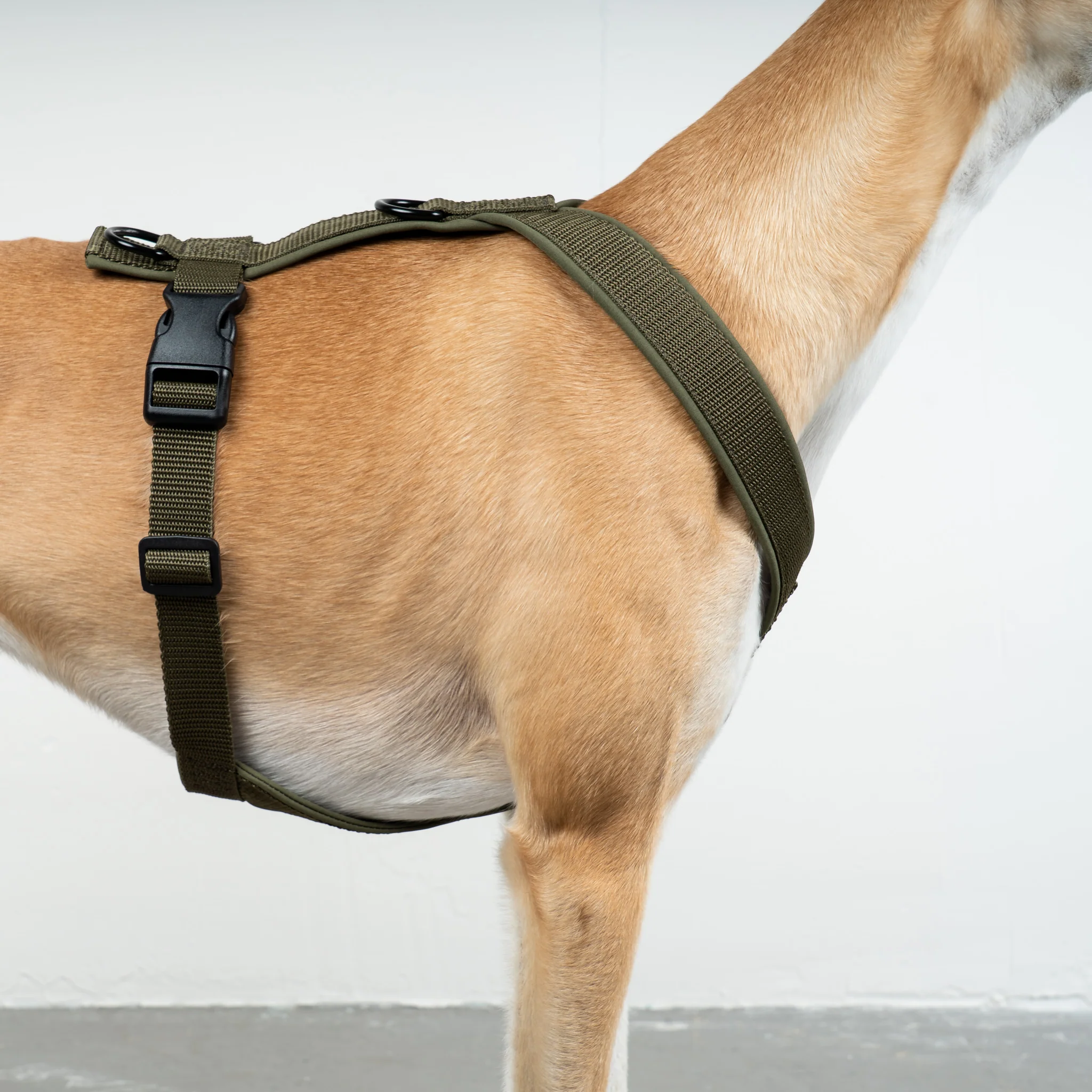 SOFTSHELL HUNDEGESCHIRR Windhund Dark Olive - Image 3