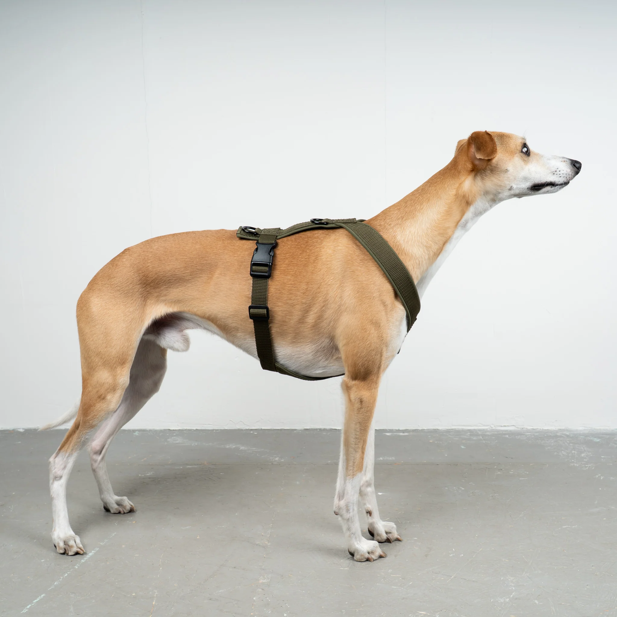 SOFTSHELL HUNDEGESCHIRR Windhund Dark Olive - Image 4