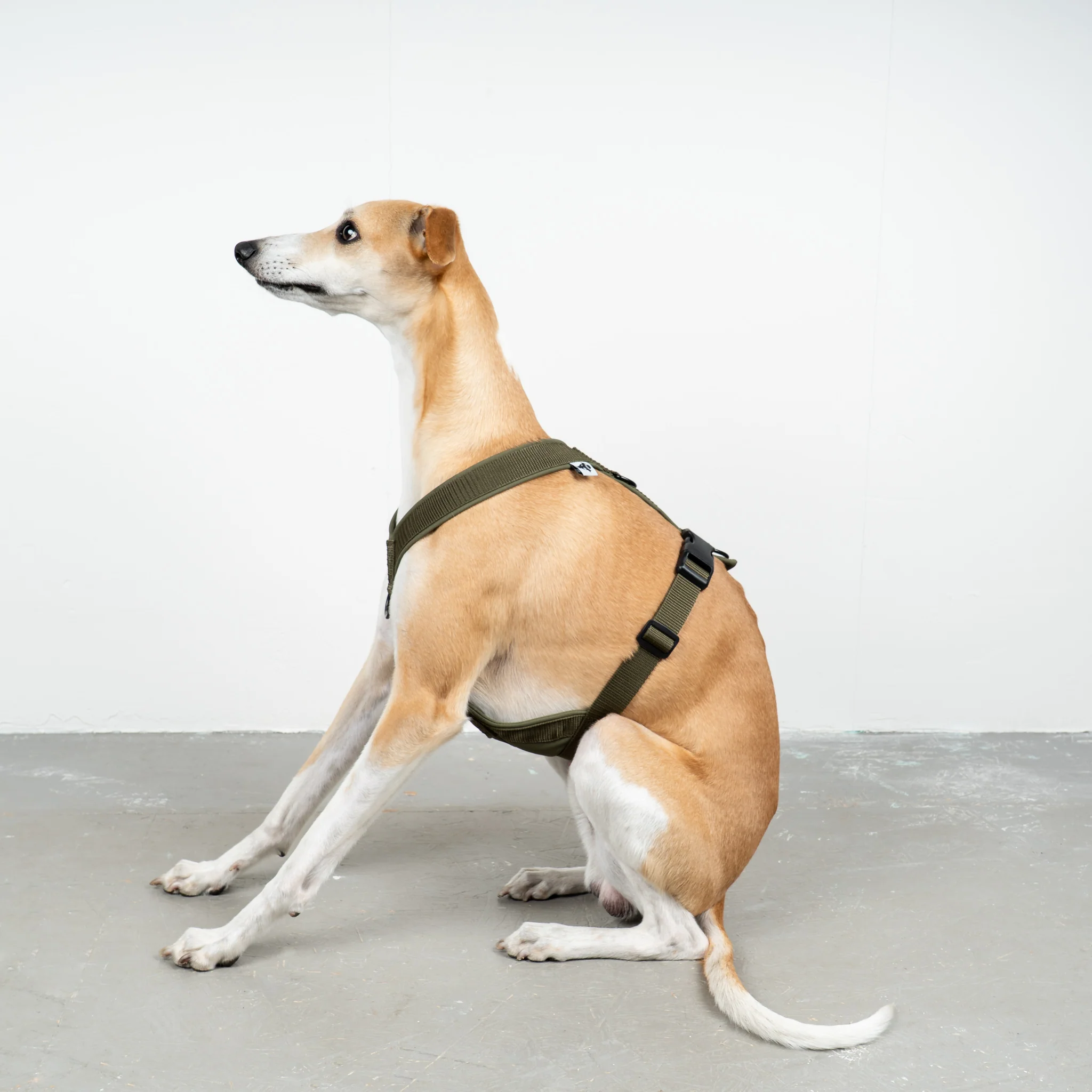 SOFTSHELL HUNDEGESCHIRR Windhund Dark Olive - Image 5