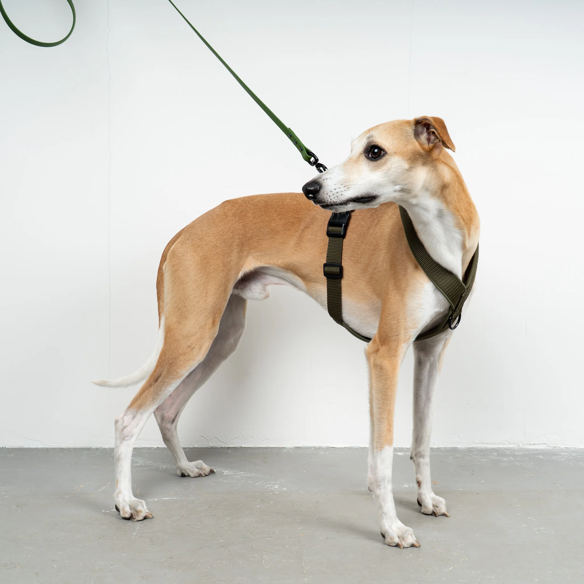 SOFTSHELL HUNDEGESCHIRR Windhund Dark Olive - Image 6