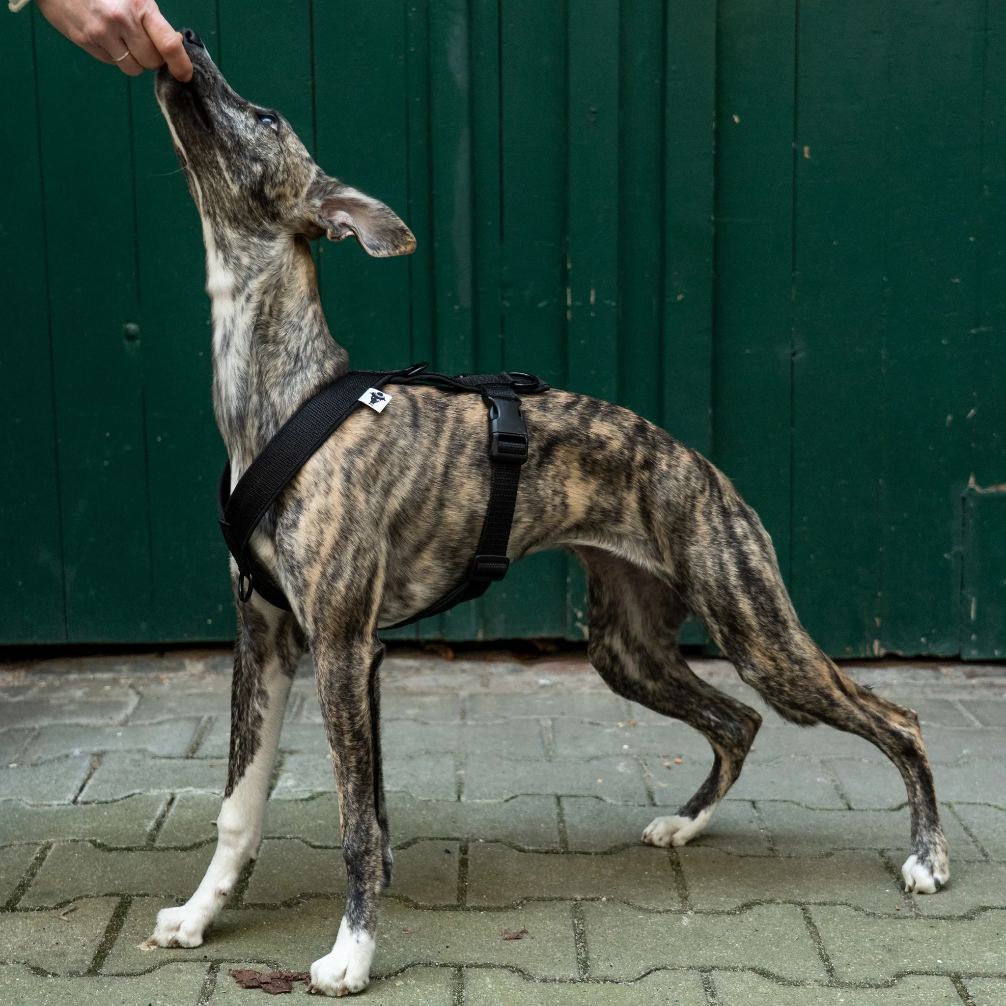 SOFTSHELL HUNDEGESCHIRR Windhund Schwarz - Image 10